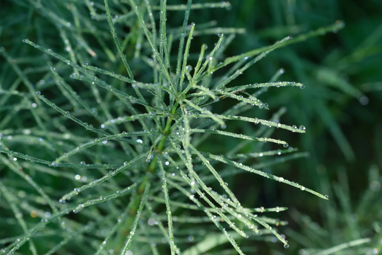 Horsetail (Equisetum Hyemale) — With its striking vertical lines and textural qualities; grass / perennial for half, image 141