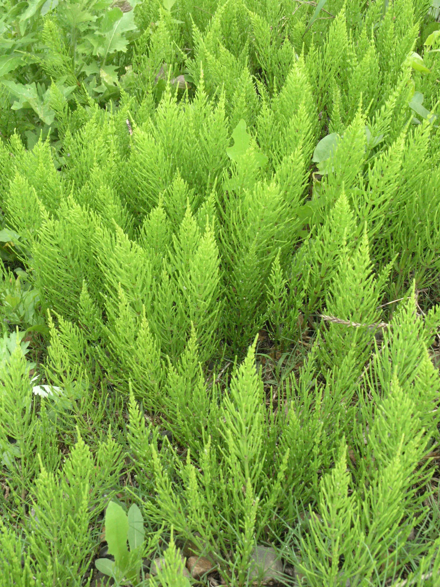 Horsetail (Equisetum Hyemale) — Noted for its verticality, this reed-like plant boasts dark green, bamboo-like segments and rough texture; also, image 148
