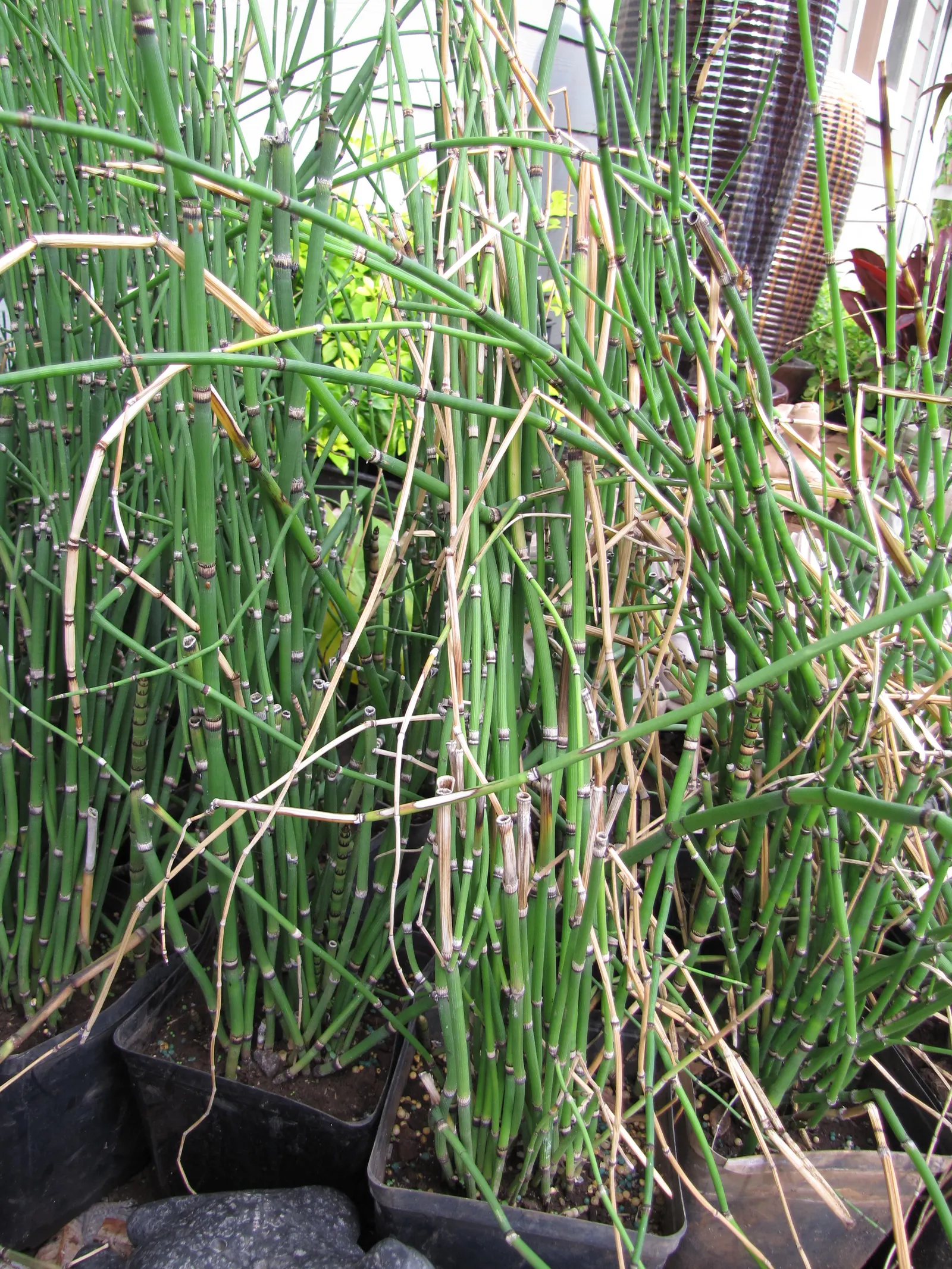 Horsetail (Equisetum Hyemale) — low-maintenance option for adding structure to water garden designs; preferring partial to full sun exposure, image 54