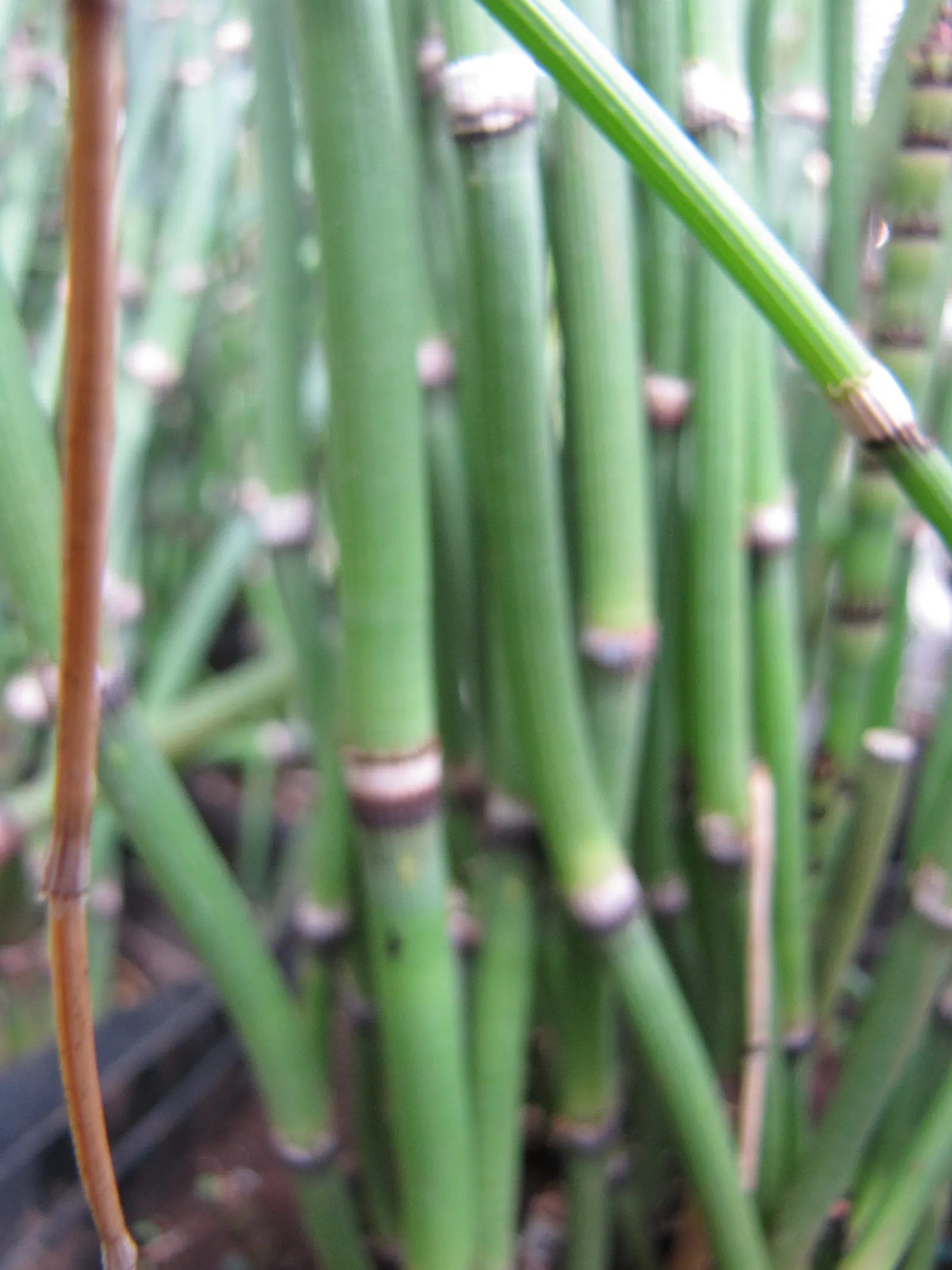 Horsetail (Equisetum Hyemale) — Renowned for its hardiness and distinctive aesthetic; horsetail produces cone-like structures (strobili) at the, image 57