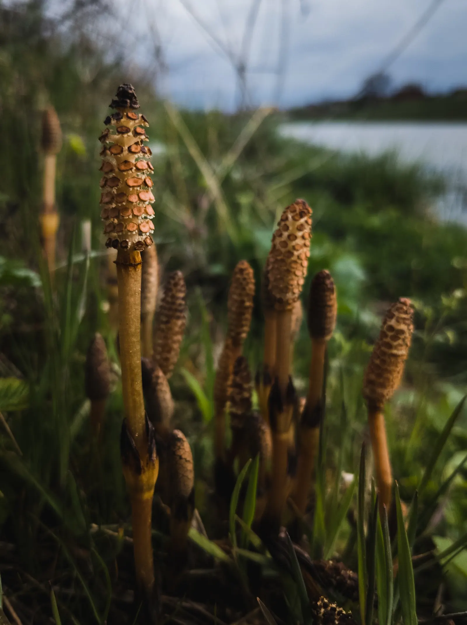 Horsetail (Equisetum Hyemale) — Horsetail produces cone-like structures (strobili) at the stem tips; renowned for its hardiness and distinctive, image 132