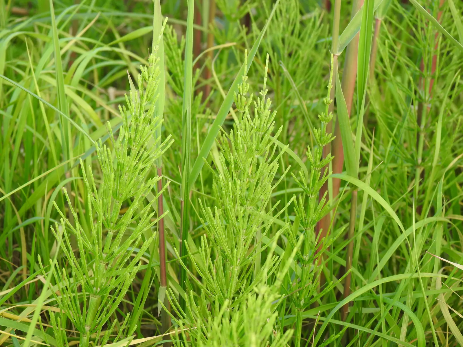 Horsetail (Equisetum Hyemale) — commonly known as Horsetail or Scouring Rush