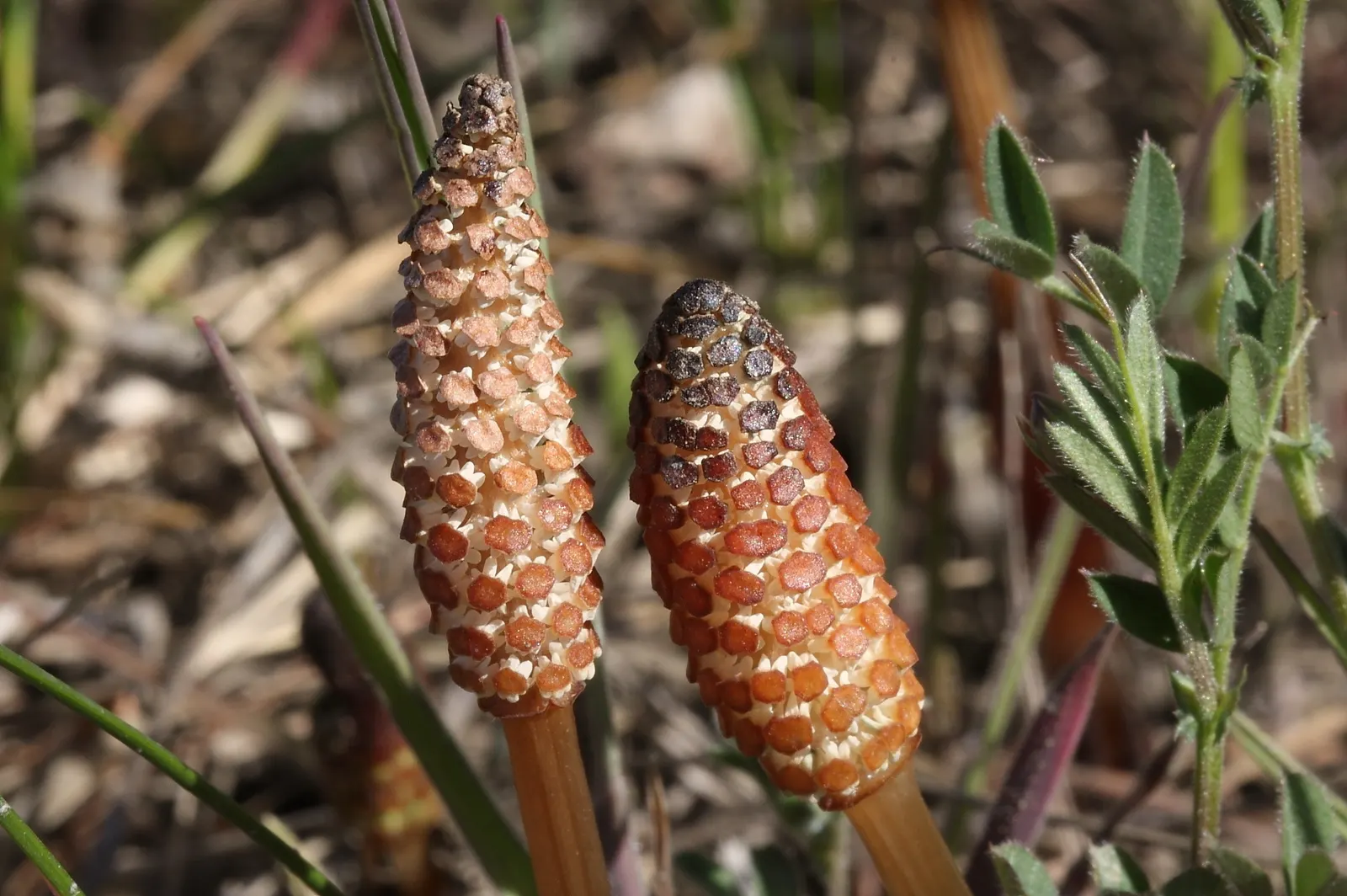 Horsetail (Equisetum Hyemale) — The plant thrives in moist; is a perennial fern ally that can inject structural elegance into any landscape design, image 149