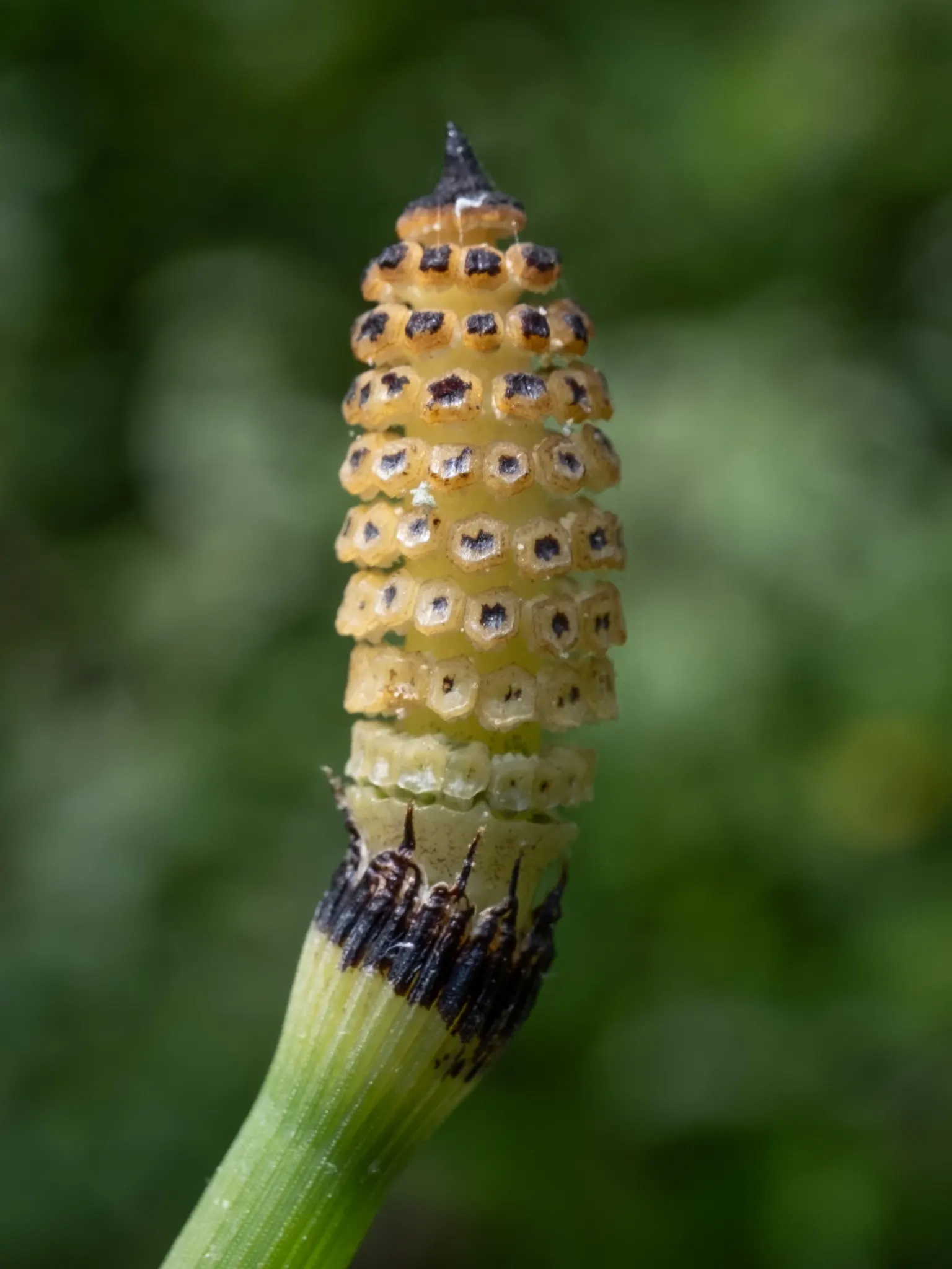 Horsetail (Equisetum Hyemale) — preferring partial to full sun exposure; low-maintenance option for adding structure to water garden designs, image 63