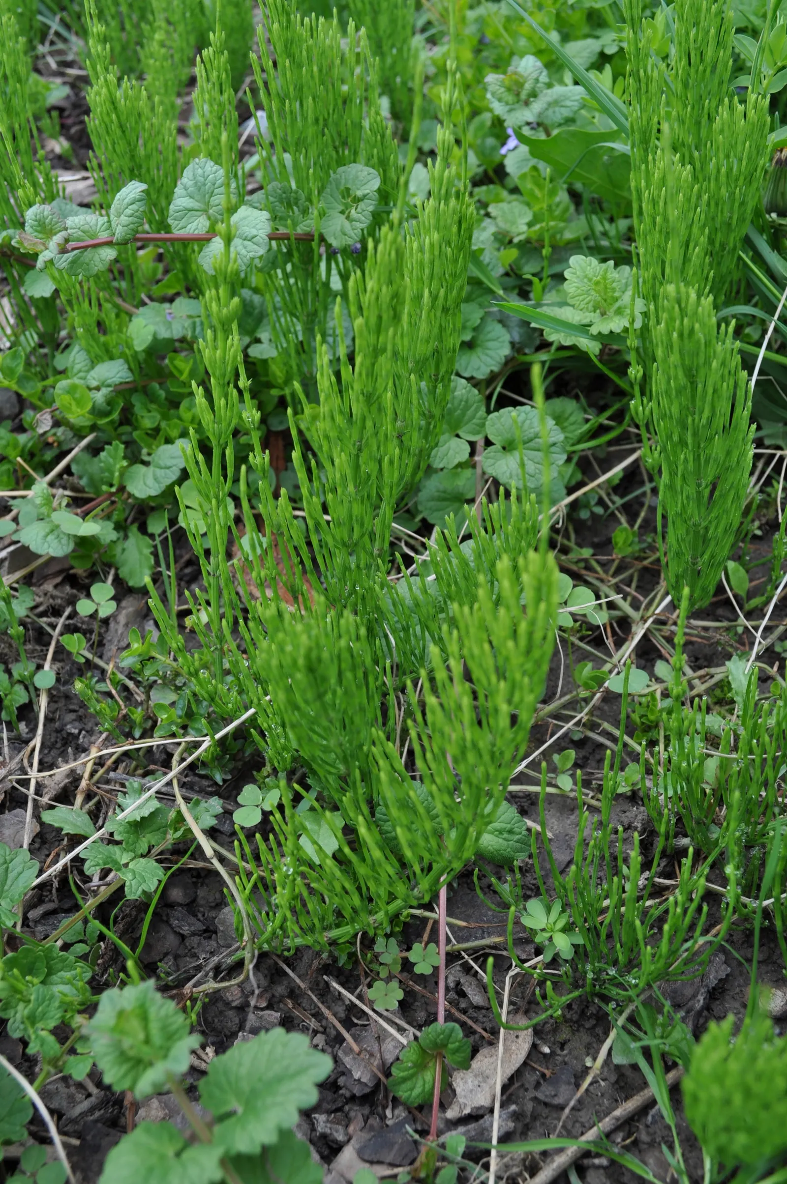 Horsetail (Equisetum Hyemale) — also known as Scouring Rush