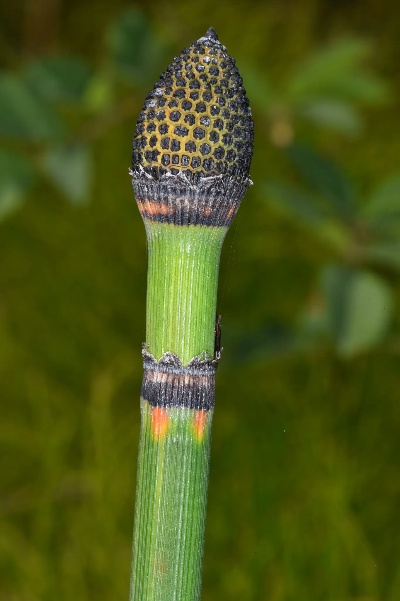 Horsetail (Equisetum Hyemale) — especially in drier conditions; jointed stems are a deep green with a bamboo-like appearance, image 67