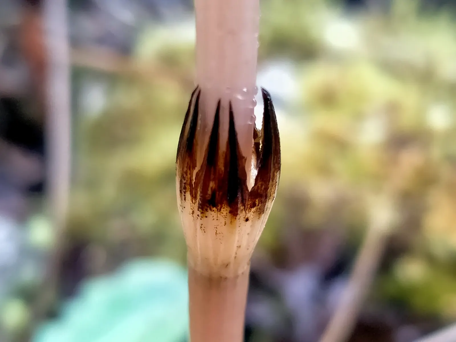 Horsetail (Equisetum Hyemale) — is a perennial fern ally that can inject structural elegance into any landscape design; the plant thrives in moist, image 152
