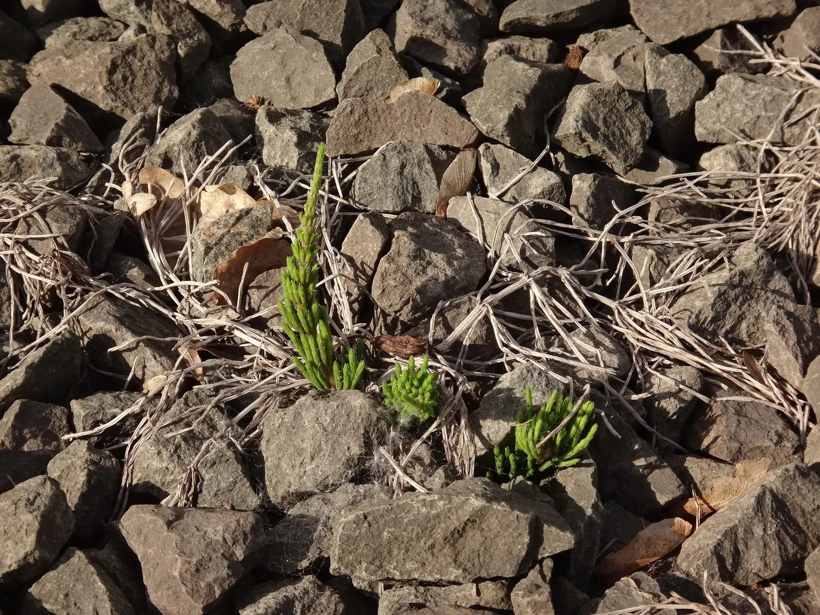 Horsetail (Equisetum Hyemale) — jointed stems are a deep green with a bamboo-like appearance; especially in drier conditions, image 154