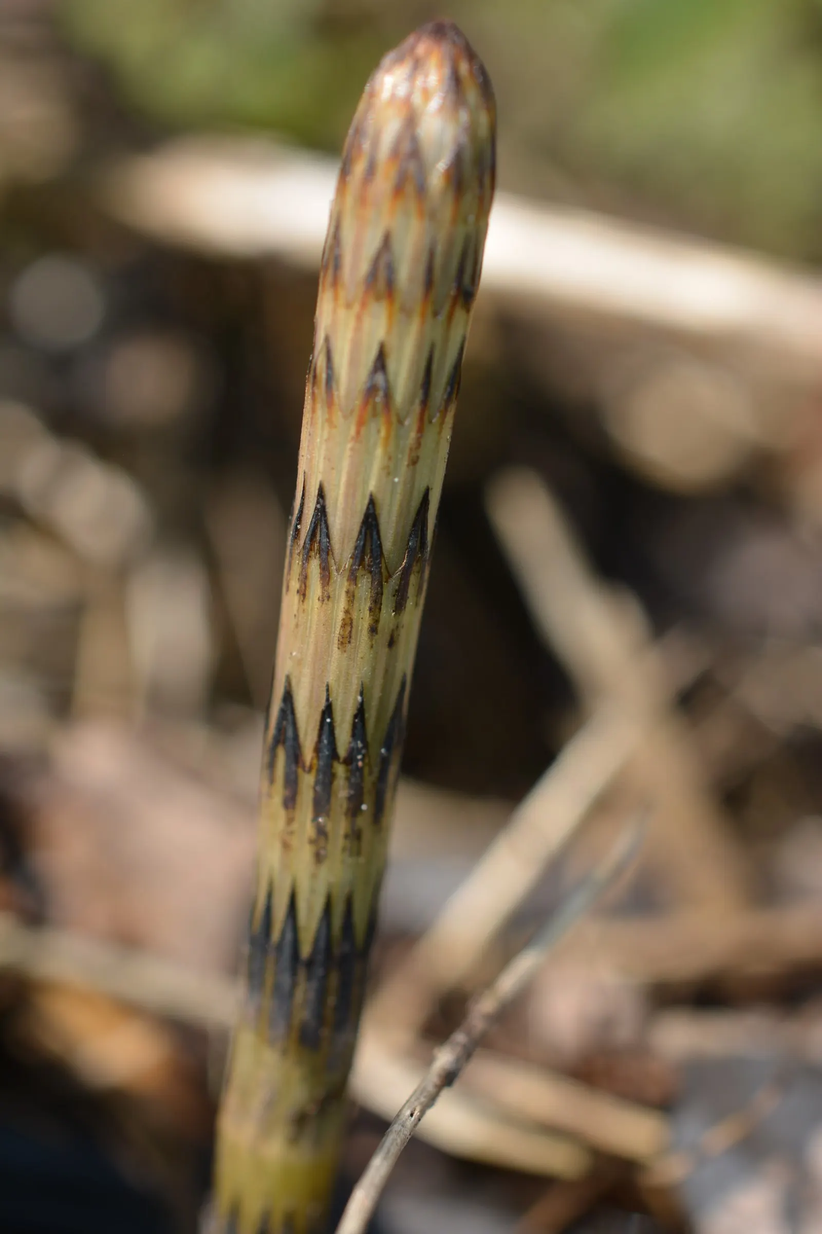 Horsetail (Equisetum Hyemale) — Renowned for its hardiness and distinctive aesthetic; horsetail produces cone-like structures (strobili) at the, image 129