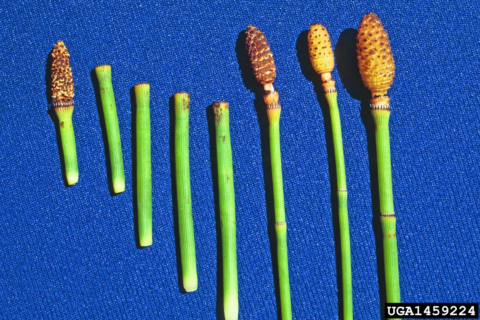 Horsetail (Equisetum Hyemale) — whorled leaves that fuse into black-banded; is a perennial fern ally characterized by its striking, image 59