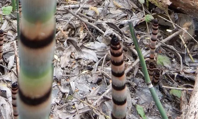 Horsetail (Equisetum Hyemale) — which release spores - a unique trait not found in flowering plants.<br><br>Ideal for soggy; it excels in wet soil, image 61