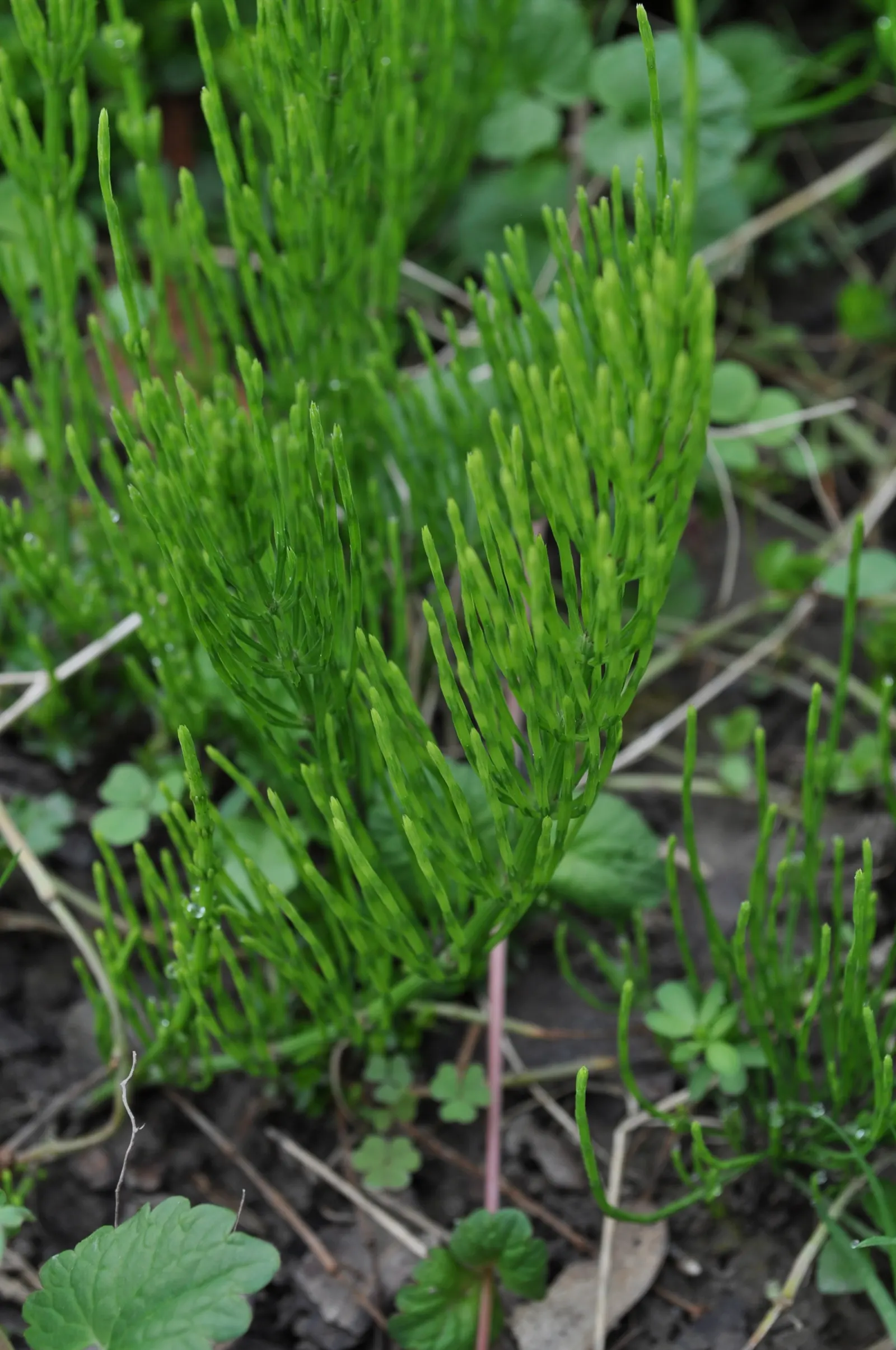 Horsetail (Equisetum Hyemale) — preferring partial to full sun exposure; low-maintenance option for adding structure to water garden designs, image 135