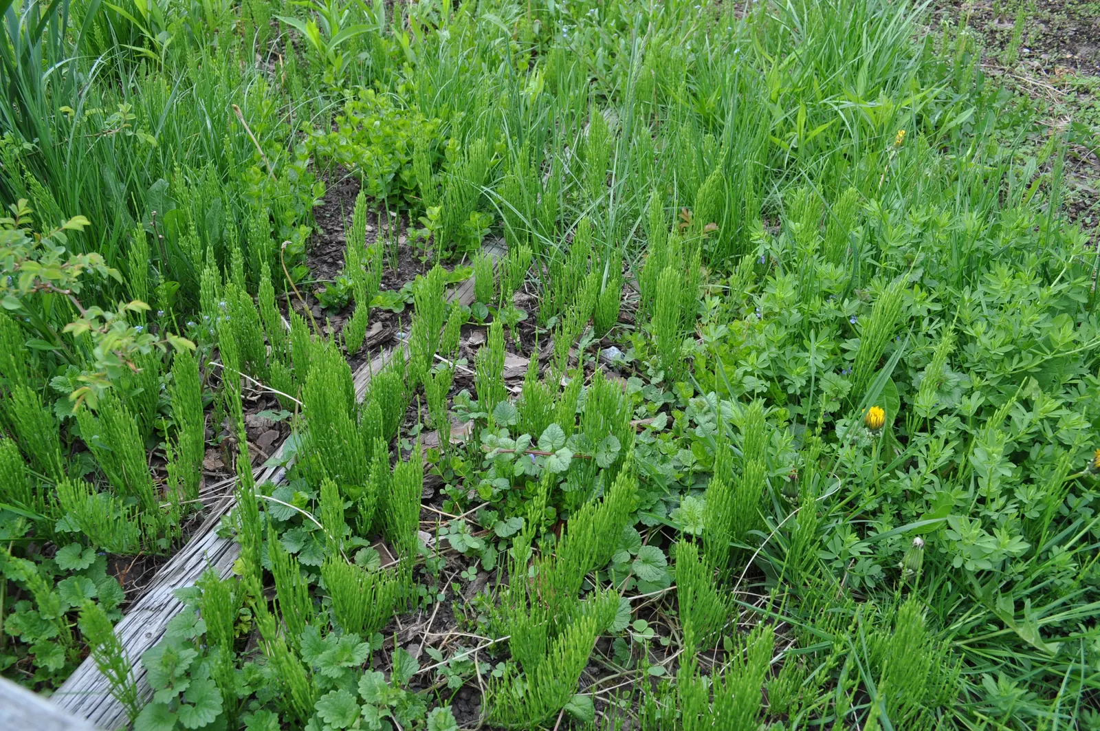 Horsetail (Equisetum Hyemale) — It excels in wet soil conditions; which release spores - a unique trait not found in flowering plants.<br><br>Ideal, image 136