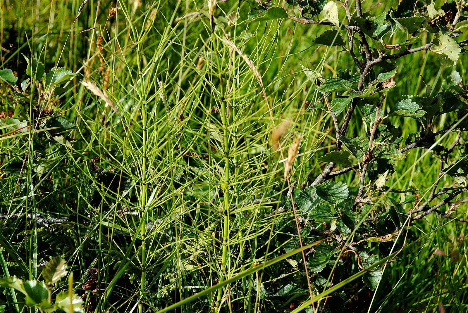 Horsetail (Equisetum Hyemale) — is a perennial fern ally that can inject structural elegance into any landscape design; the plant thrives in moist, image 128