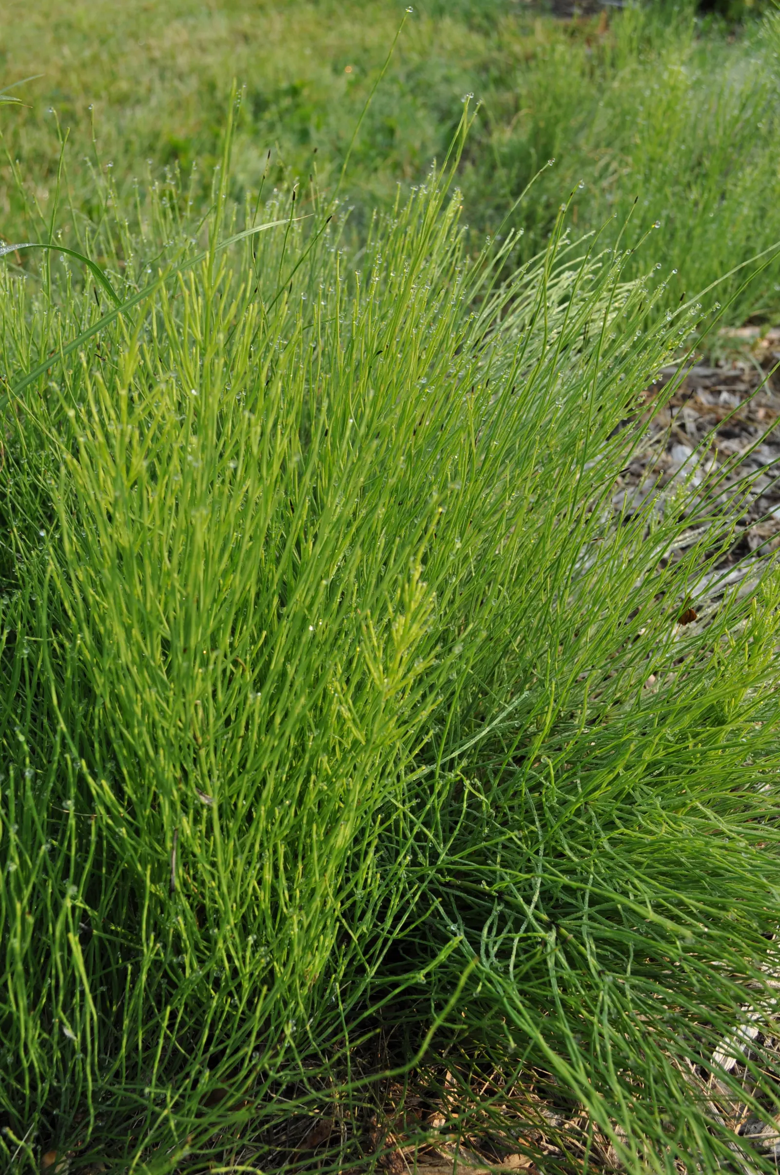 Horsetail (Equisetum Hyemale) — making it a perfect choice for water gardens; as a non-flowering plant, it provides year-round visual interest with, image 137