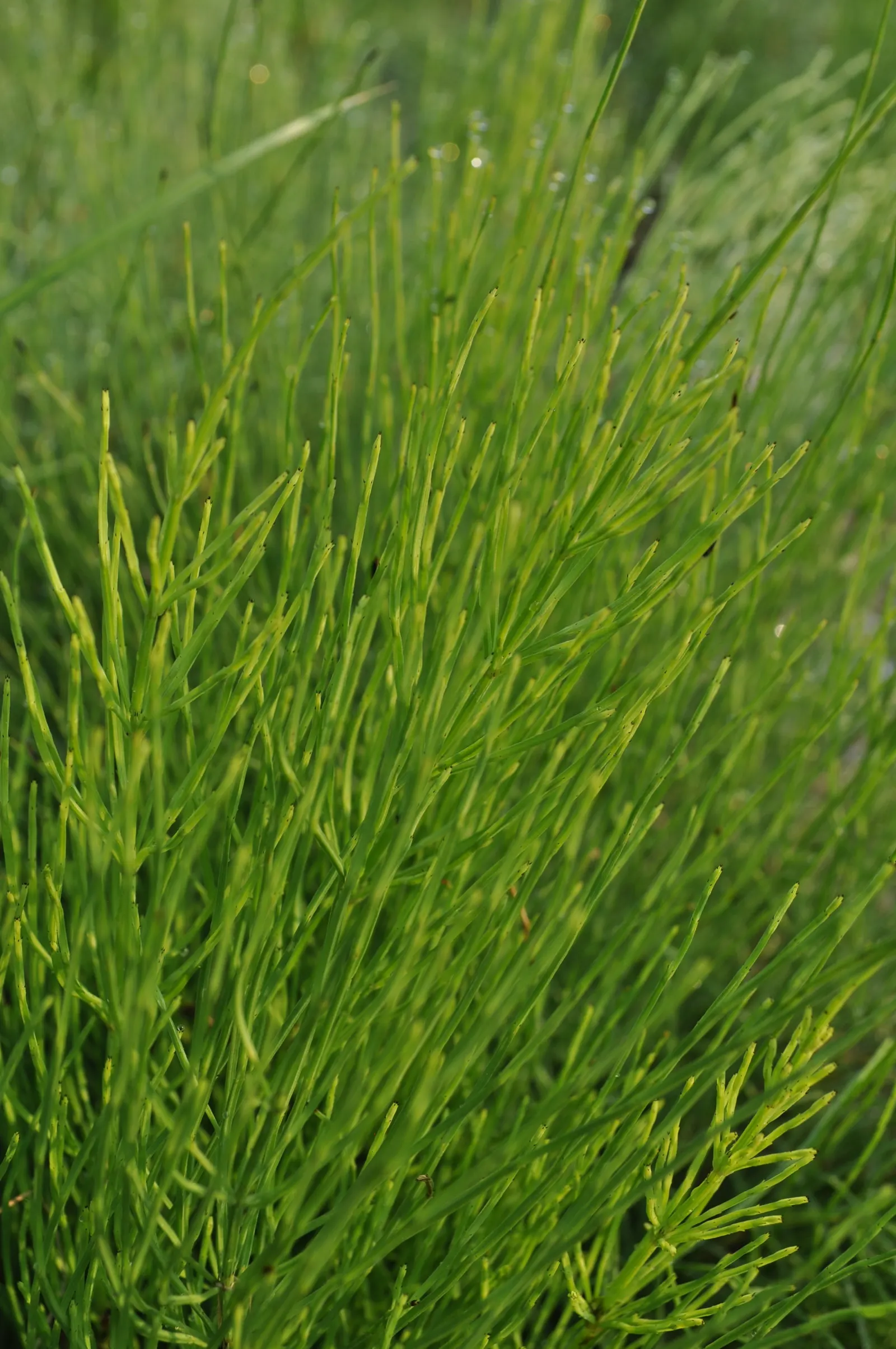 Horsetail (Equisetum Hyemale) — As a non-flowering plant, it provides year-round visual interest with very limited required intervention; making it, image 140
