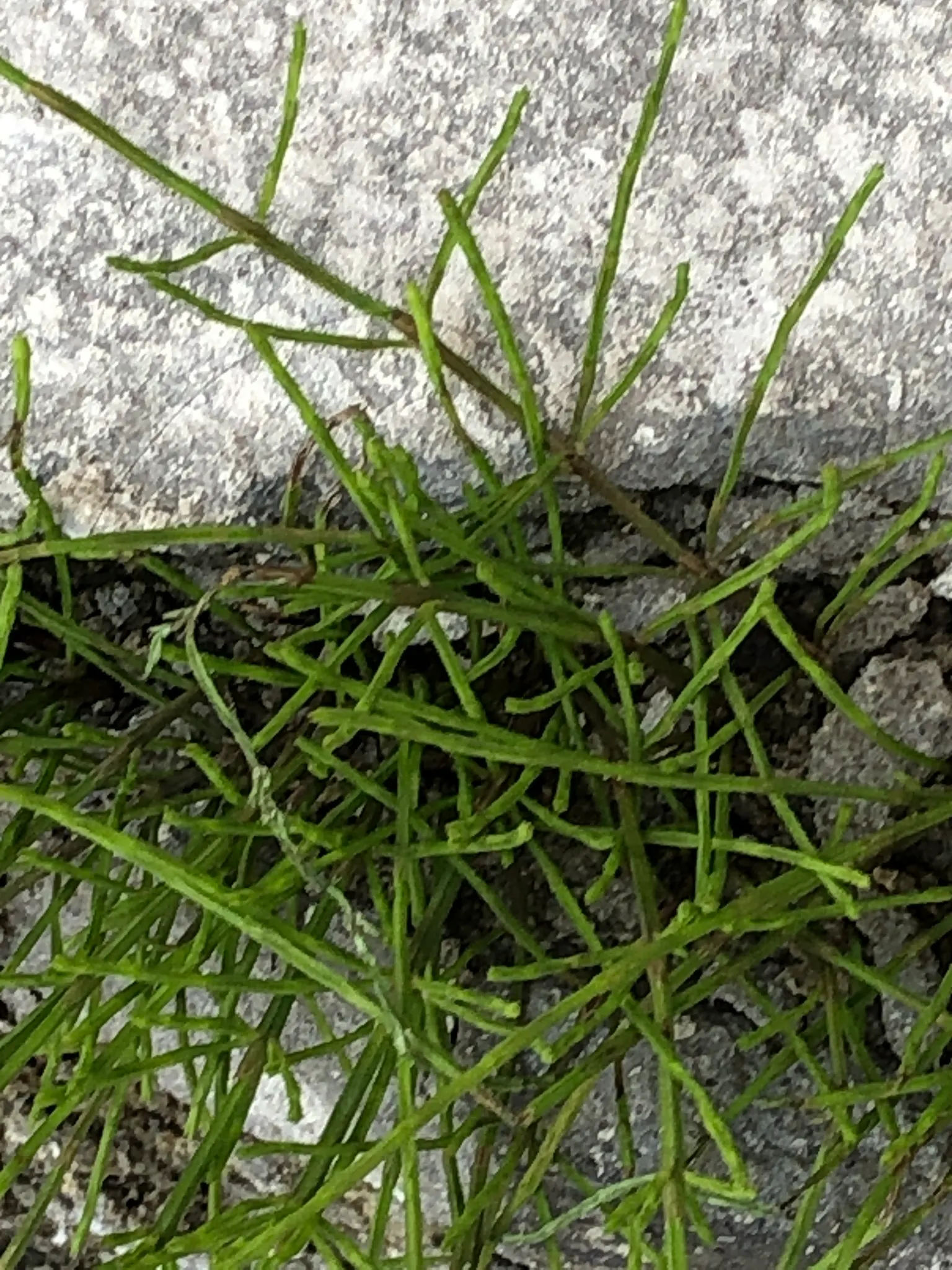 Horsetail (Equisetum Hyemale) — grass / perennial for half; with its striking vertical lines and textural qualities, image 144