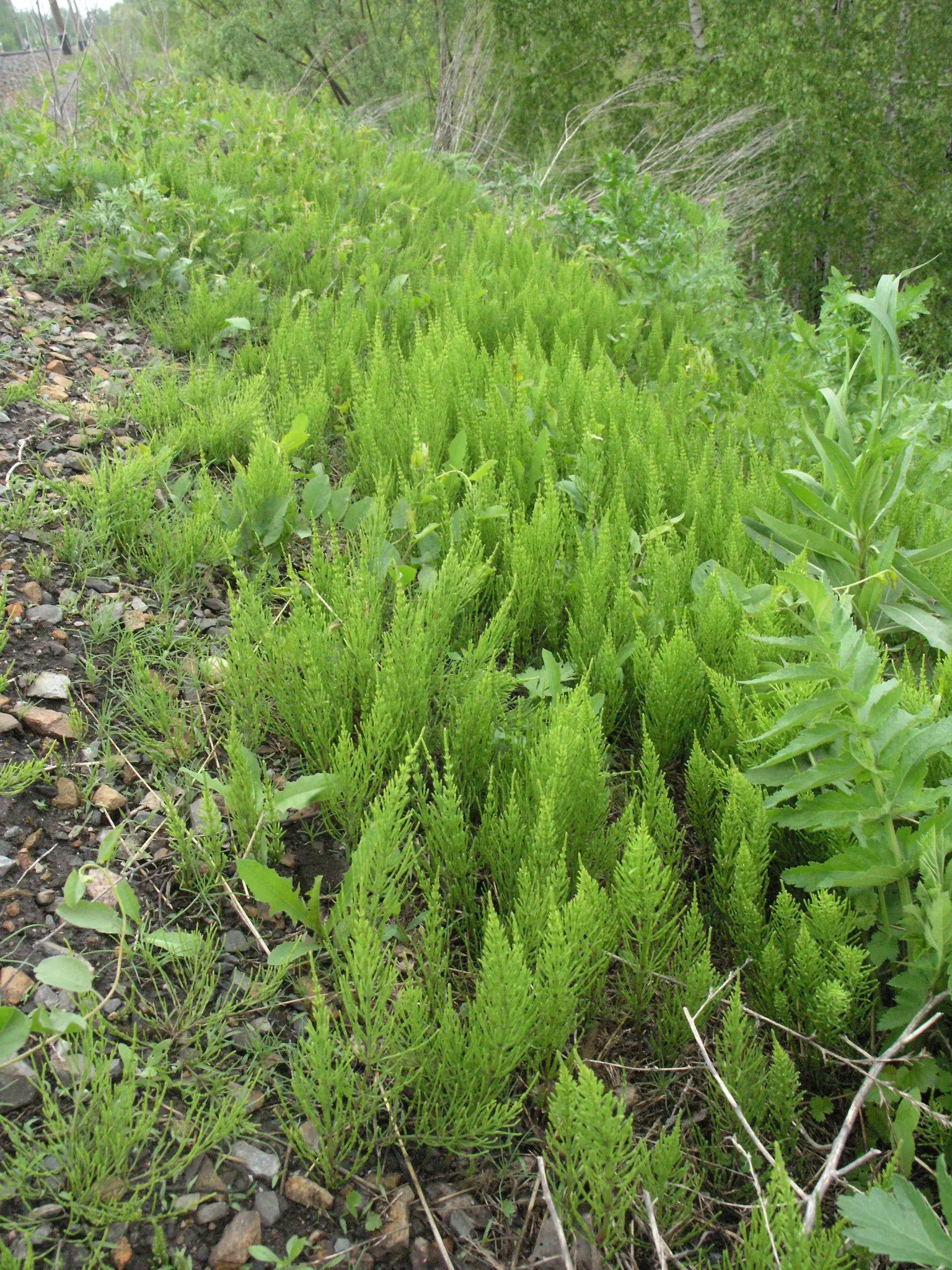Horsetail (Equisetum Hyemale) — Renowned for its hardiness and distinctive aesthetic; horsetail produces cone-like structures (strobili) at the, image 153