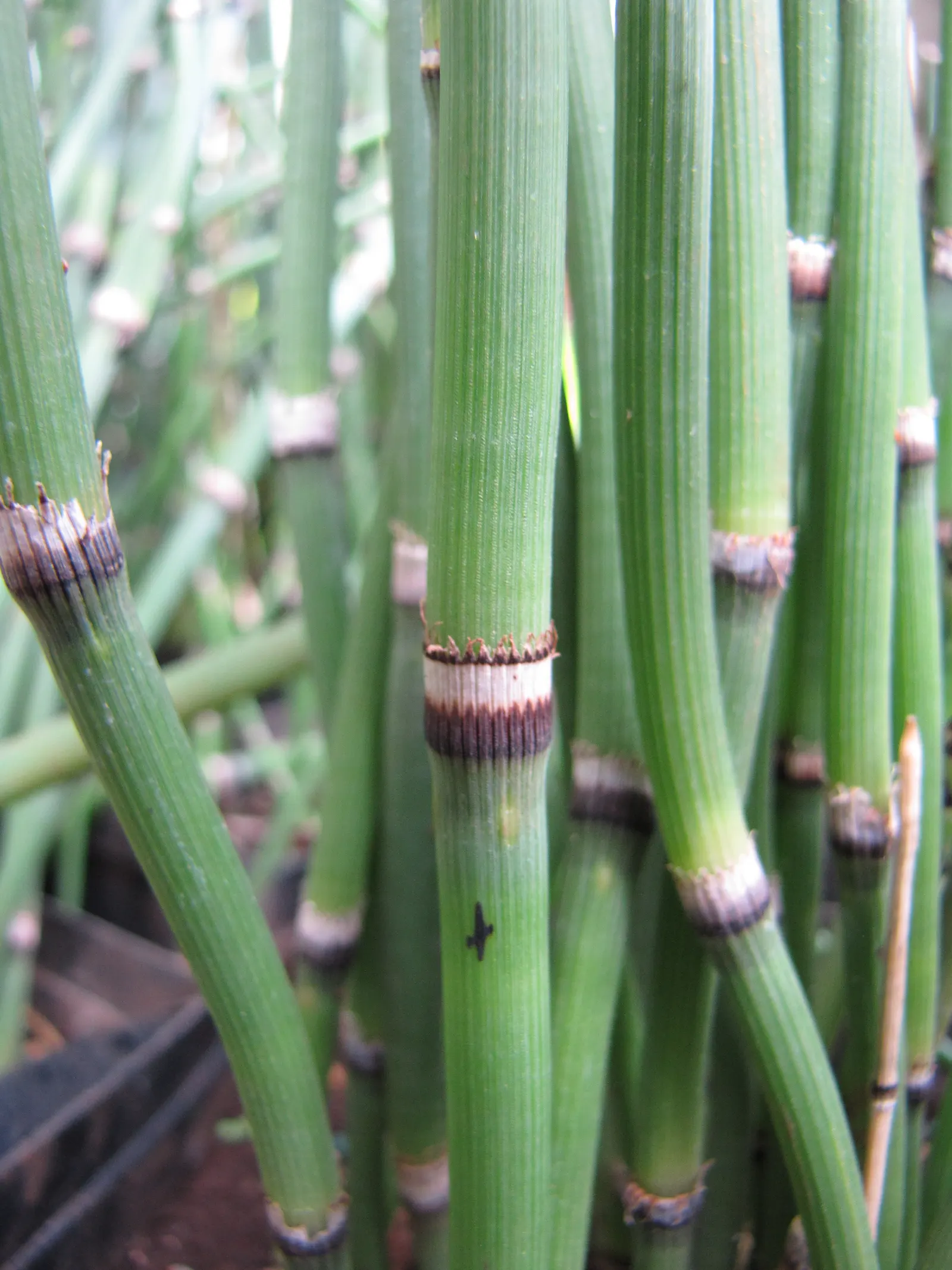 Horsetail (Equisetum Hyemale) — jointed stems are a deep green with a bamboo-like appearance; especially in drier conditions, image 58