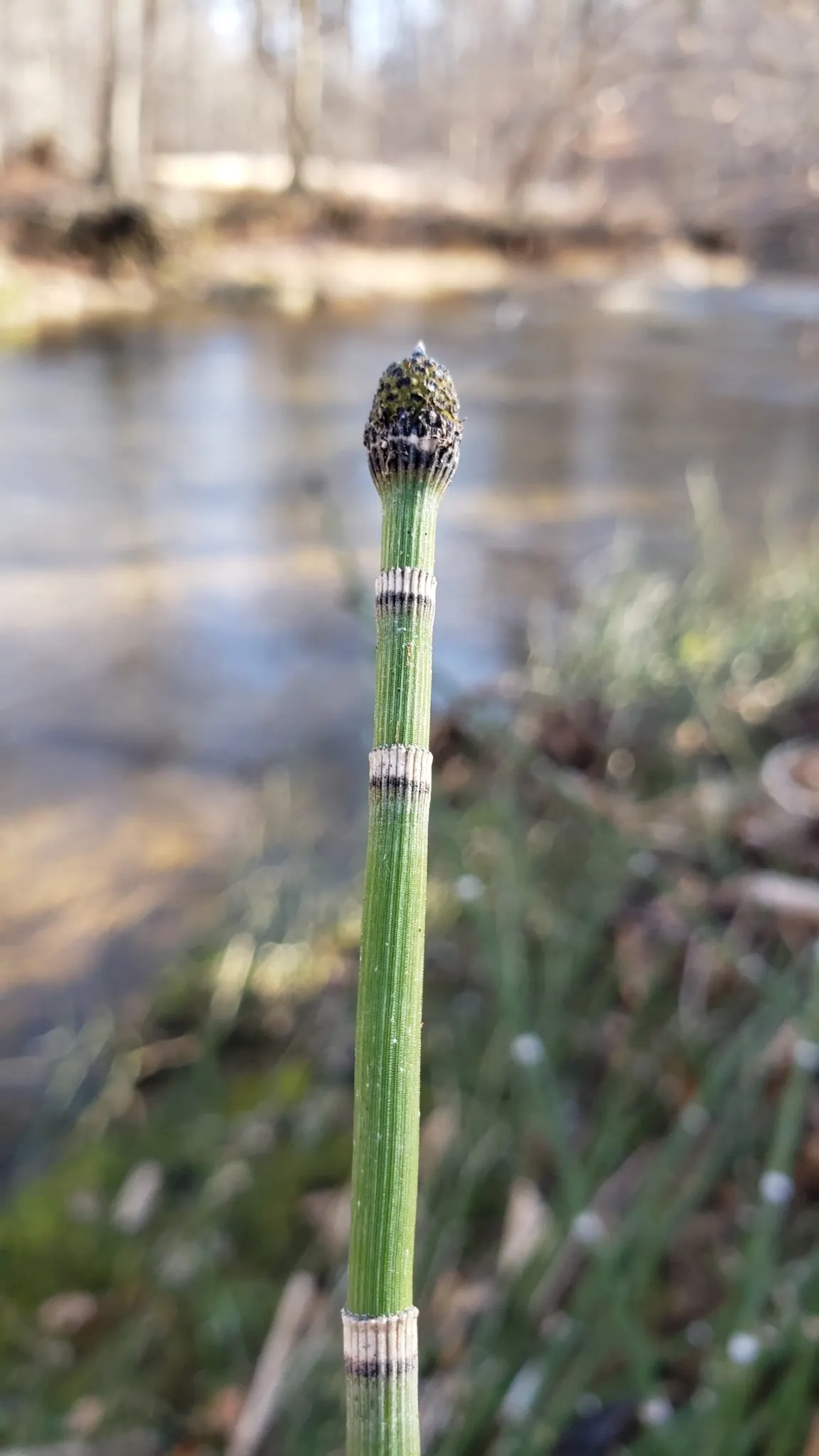 Horsetail (Equisetum Hyemale) — Equisetum hyemale thrives in USDA hardiness zones 4 through 9; architectural element in their garden space, image 62