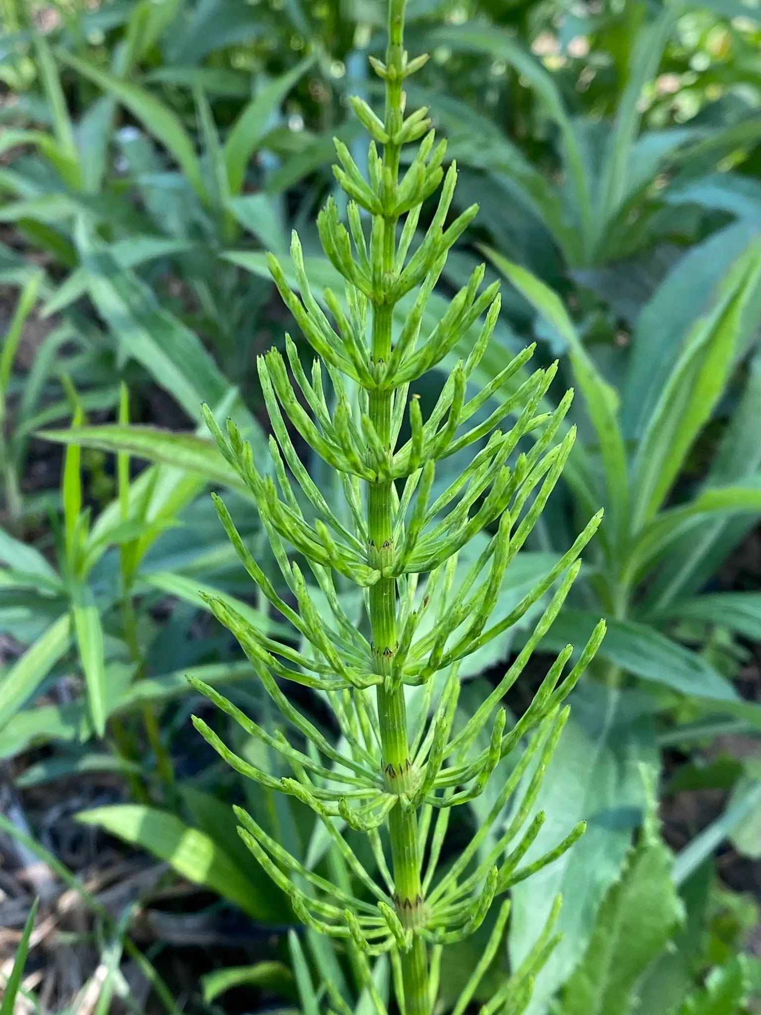 Horsetail (Equisetum Hyemale) — jointed stems are a deep green with a bamboo-like appearance