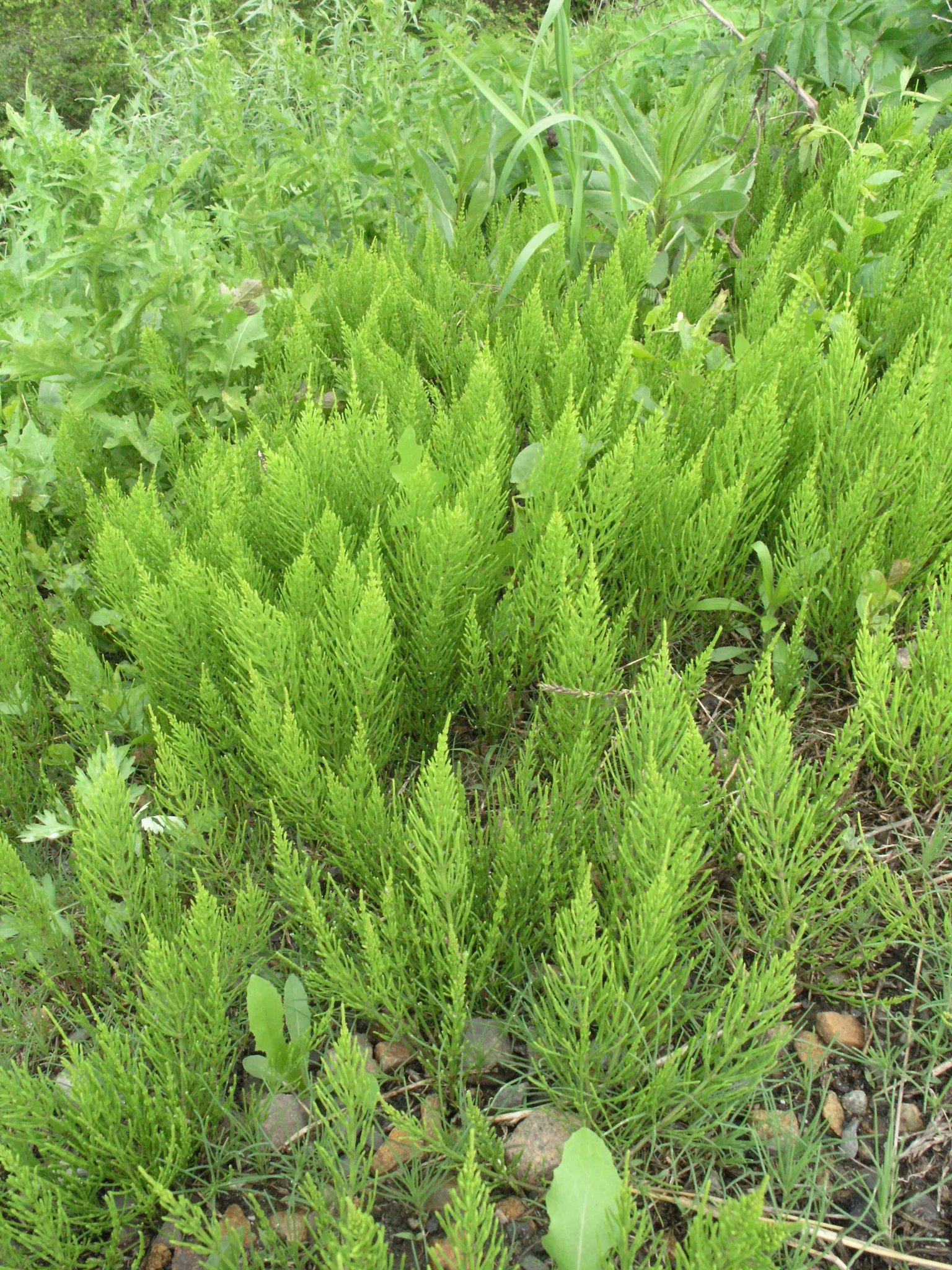 Horsetail (Equisetum Hyemale) — is a perennial fern ally characterized by its striking