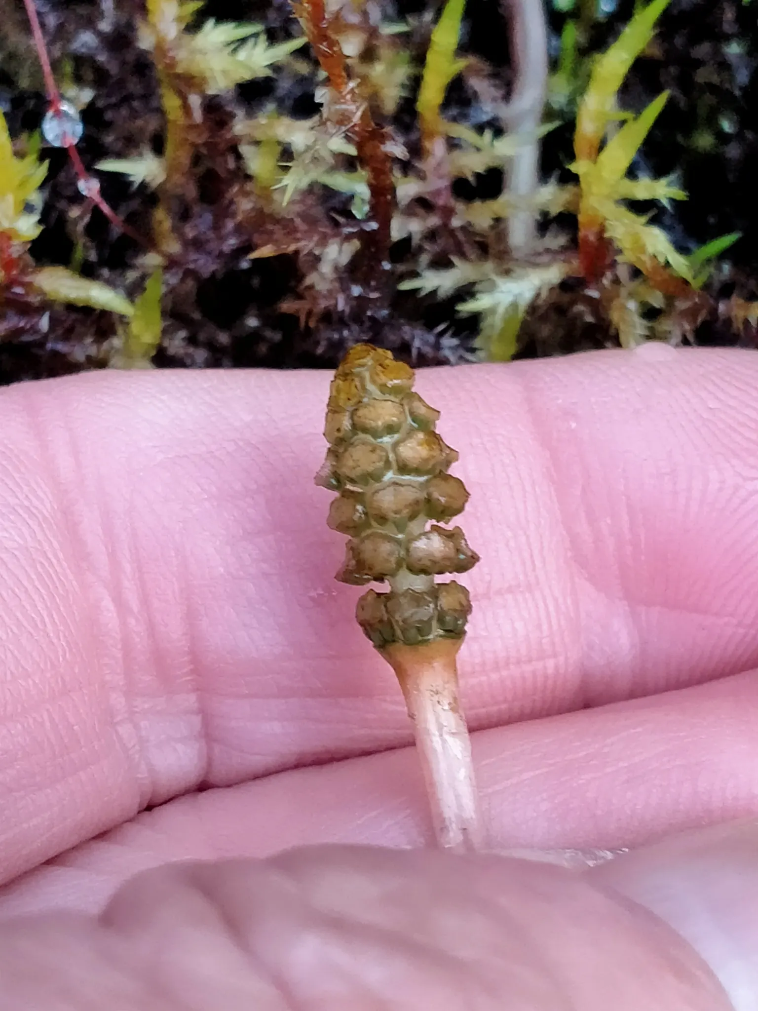 Horsetail (Equisetum Hyemale) — is a perennial fern ally characterized by its striking; whorled leaves that fuse into black-banded, image 146
