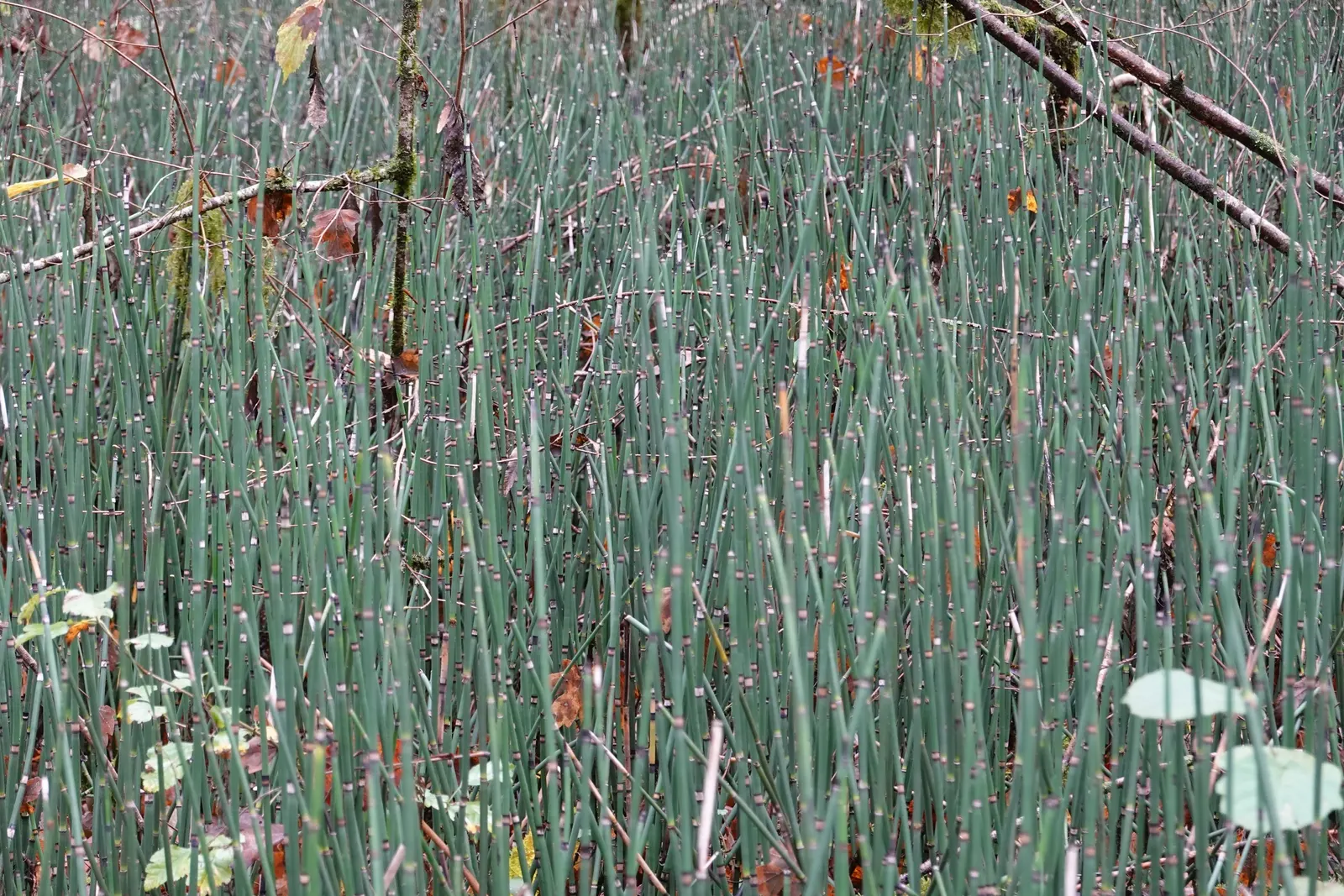 Horsetail (Equisetum Hyemale) — It stands about 2 to 4 feet tall (24-48 inches) with a 1/2 inch diameter; or even rain gardens where other plants, image 75