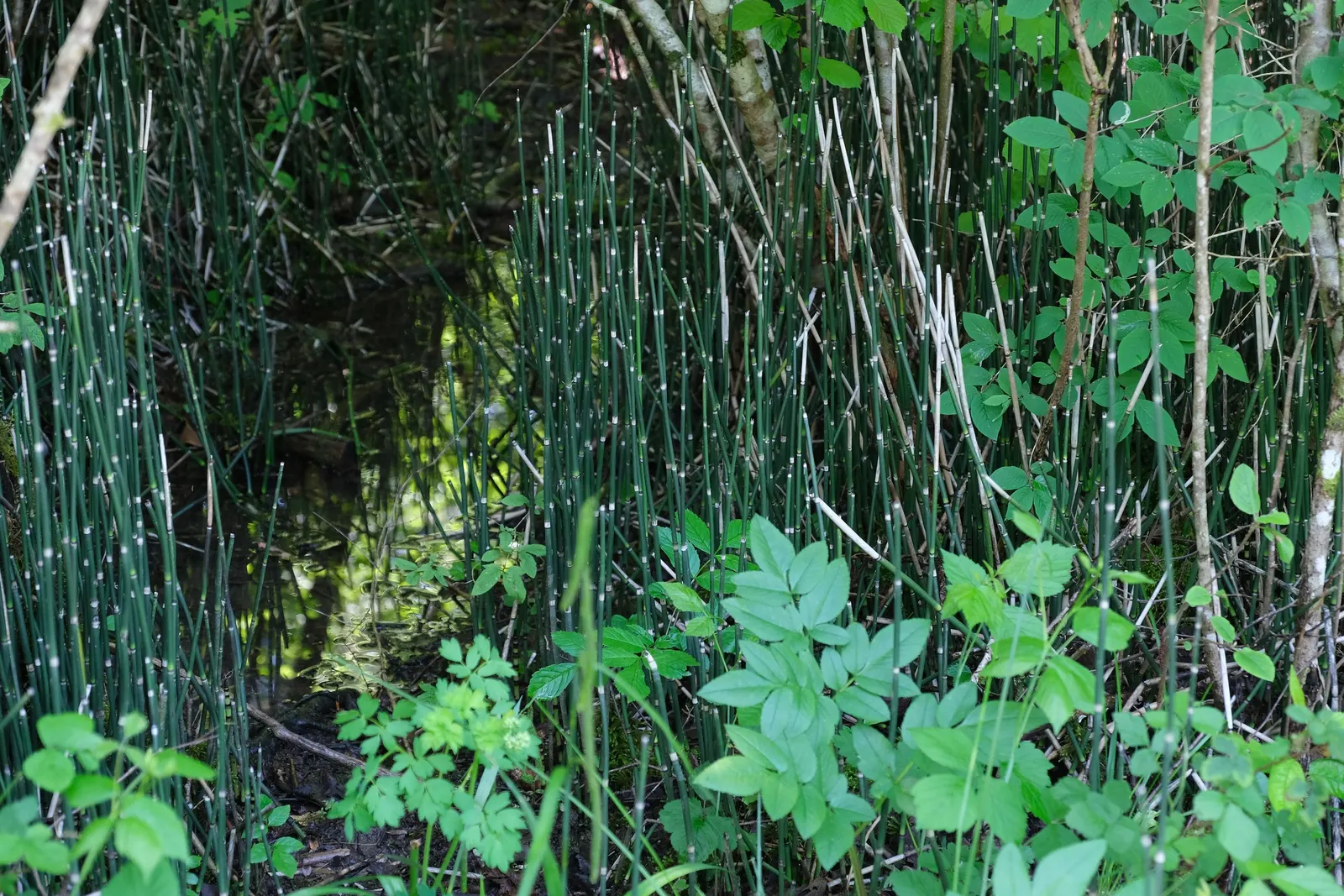 Horsetail (Equisetum Hyemale) — With its striking vertical lines and textural qualities; grass / perennial for half, image 69