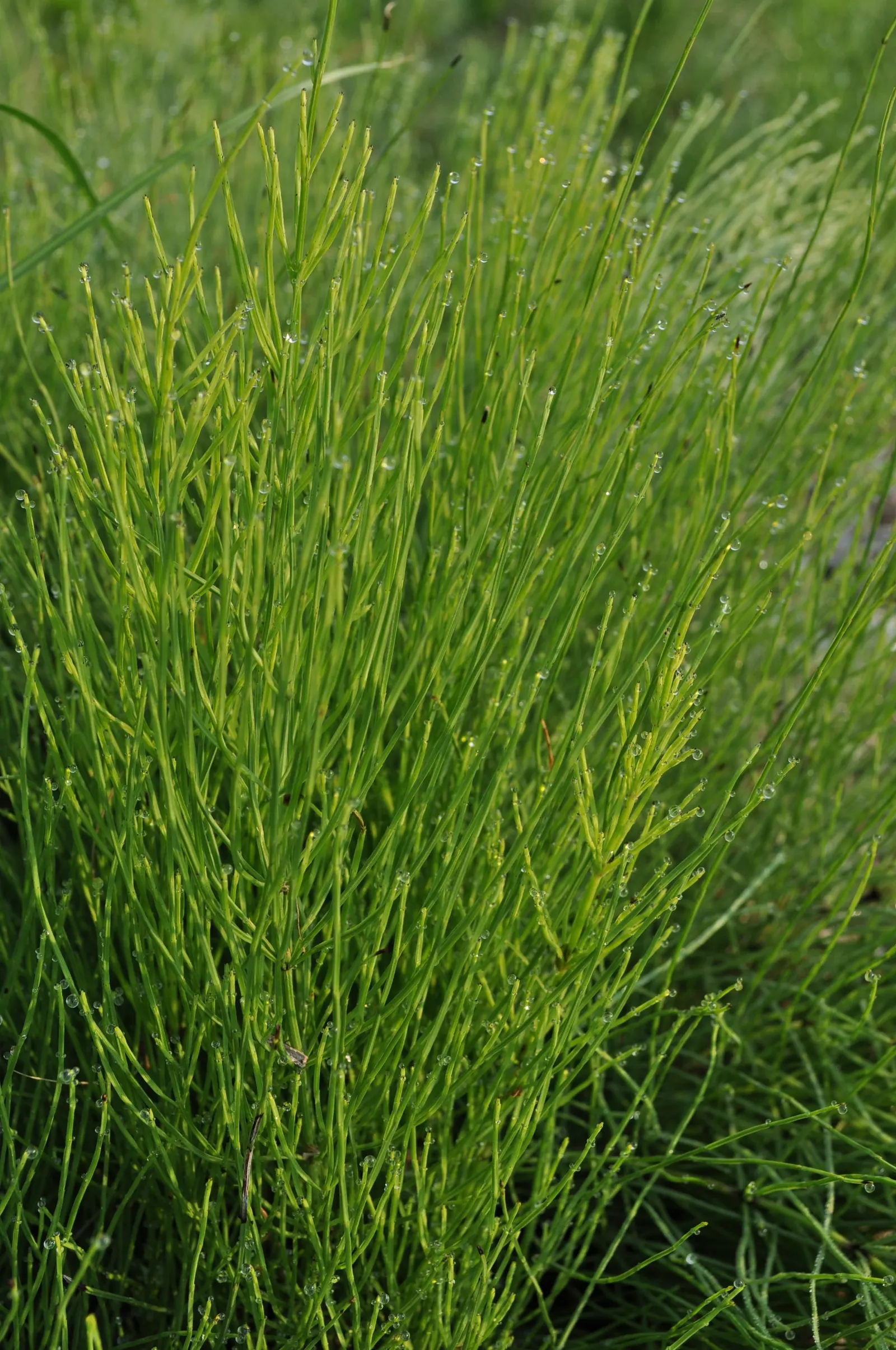 Horsetail (Equisetum Hyemale) — or even rain gardens where other plants may struggle; it stands about 2 to 4 feet tall (24-48 inches) with a 1/2, image 138