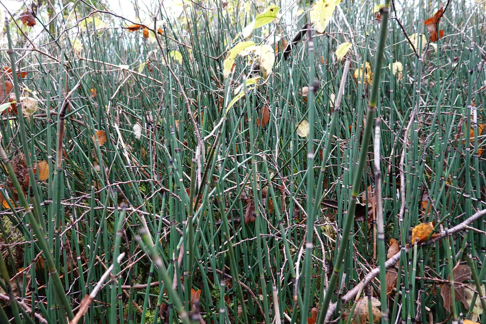 Horsetail (Equisetum Hyemale) — also known as Scouring Rush; noted for its verticality, this reed-like plant boasts dark green, bamboo-like, image 73