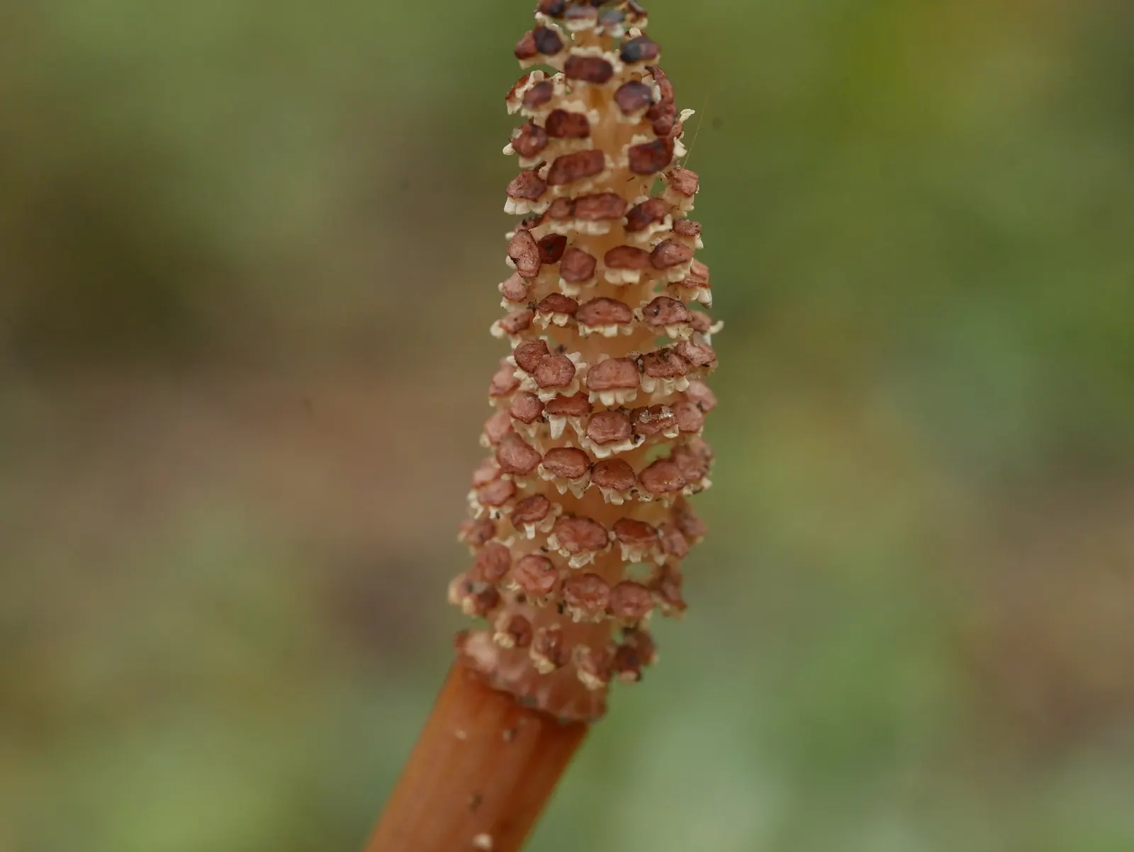 Horsetail (Equisetum Hyemale) — commonly known as Horsetail or Scouring Rush; horsetail is a compelling choice for clients desiring a modern, image 151