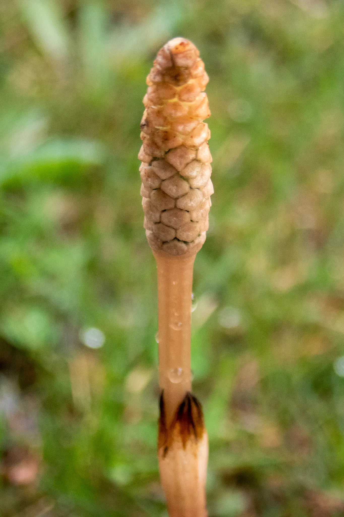 Horsetail (Equisetum Hyemale) — architectural element in their garden space; equisetum hyemale thrives in USDA hardiness zones 4 through 9, image 143