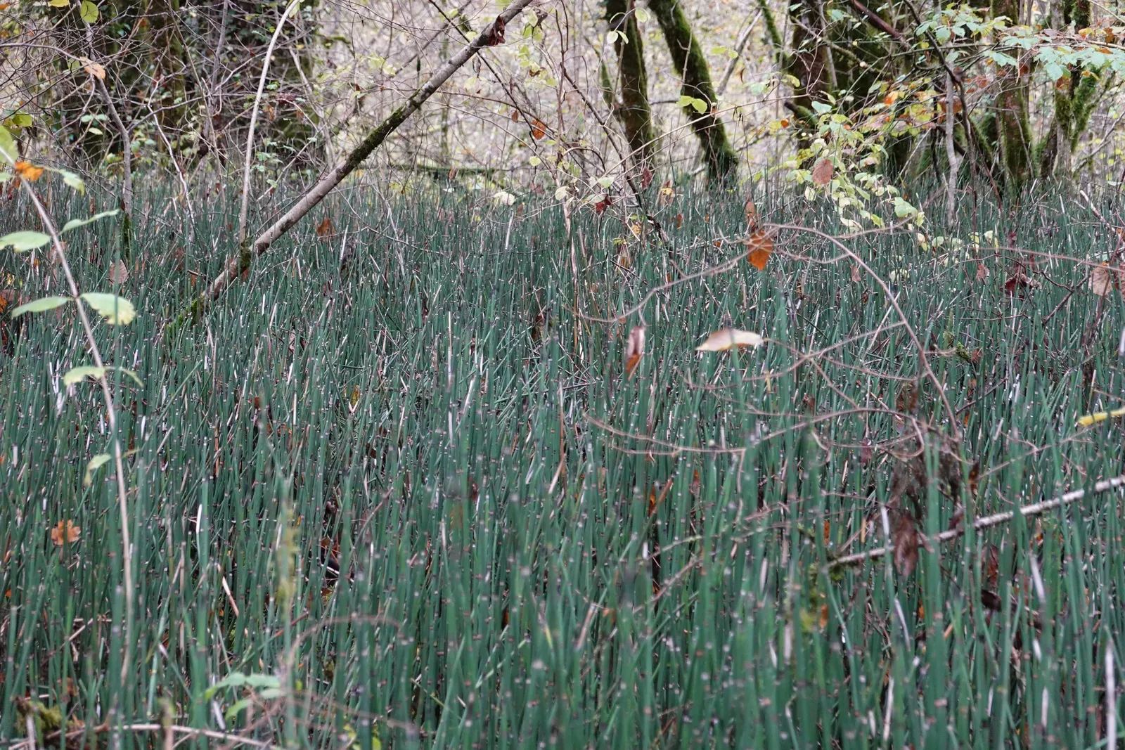 Horsetail (Equisetum Hyemale) — is a perennial fern ally characterized by its striking; whorled leaves that fuse into black-banded, image 74