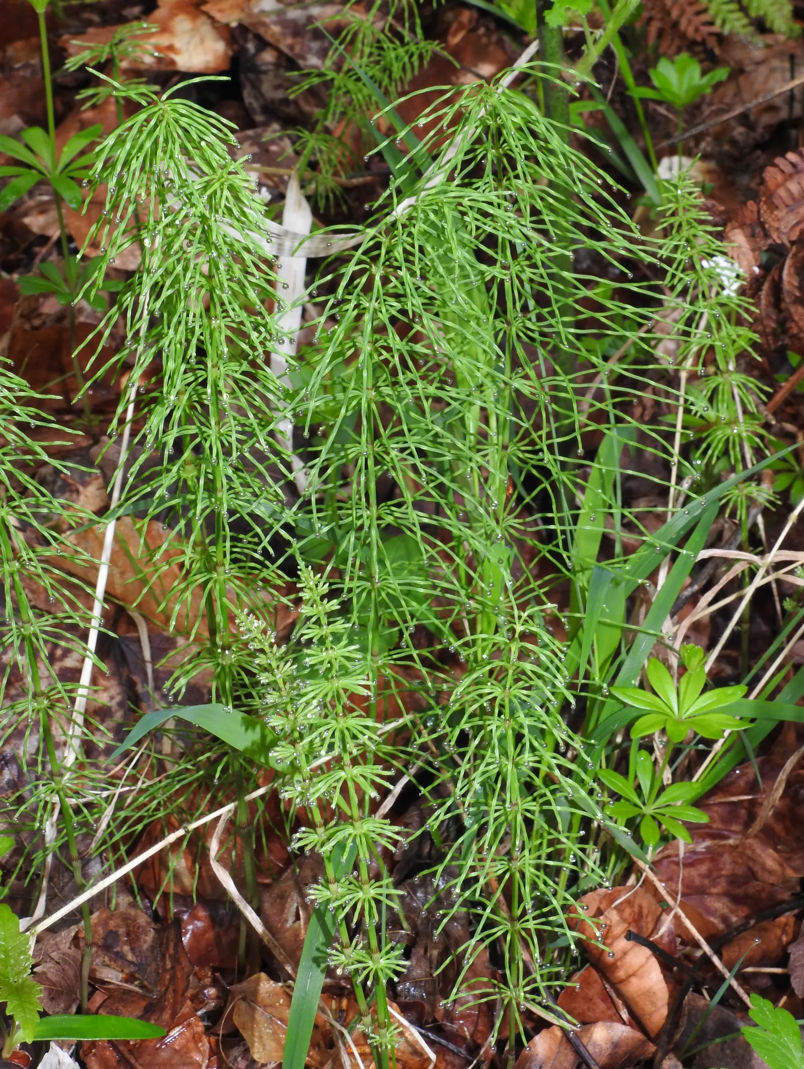 Horsetail (Equisetum Hyemale) — jointed stems are a deep green with a bamboo-like appearance; especially in drier conditions, image 130