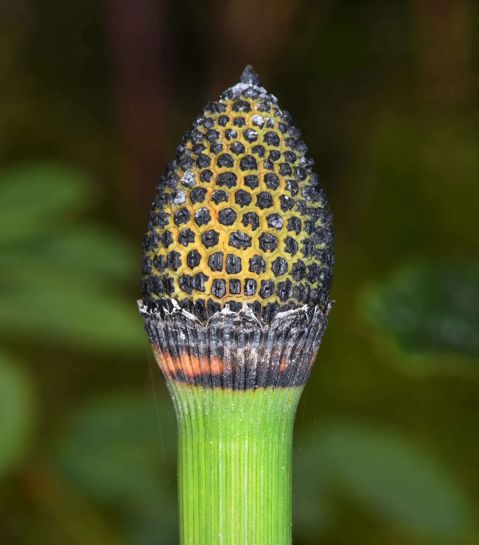 Horsetail (Equisetum Hyemale) — grass / perennial for half; with its striking vertical lines and textural qualities, image 72