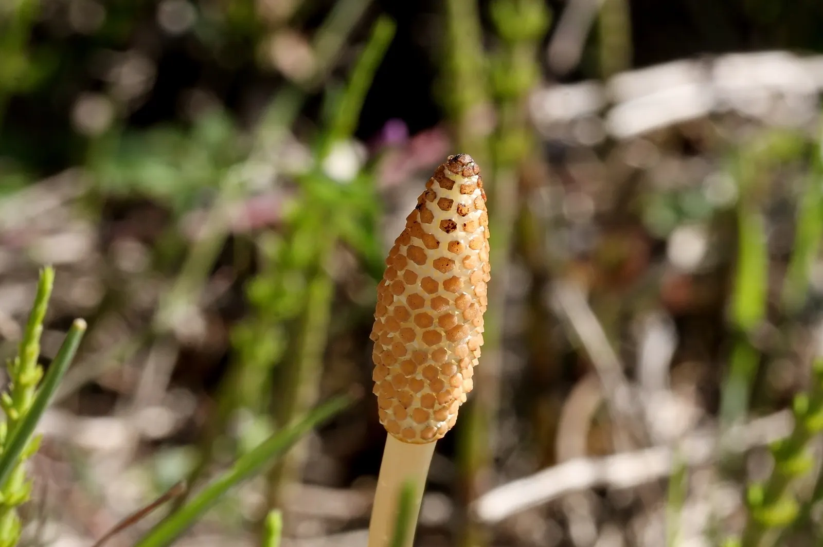 Horsetail (Equisetum Hyemale) — whorled leaves that fuse into black-banded; is a perennial fern ally characterized by its striking, image 155