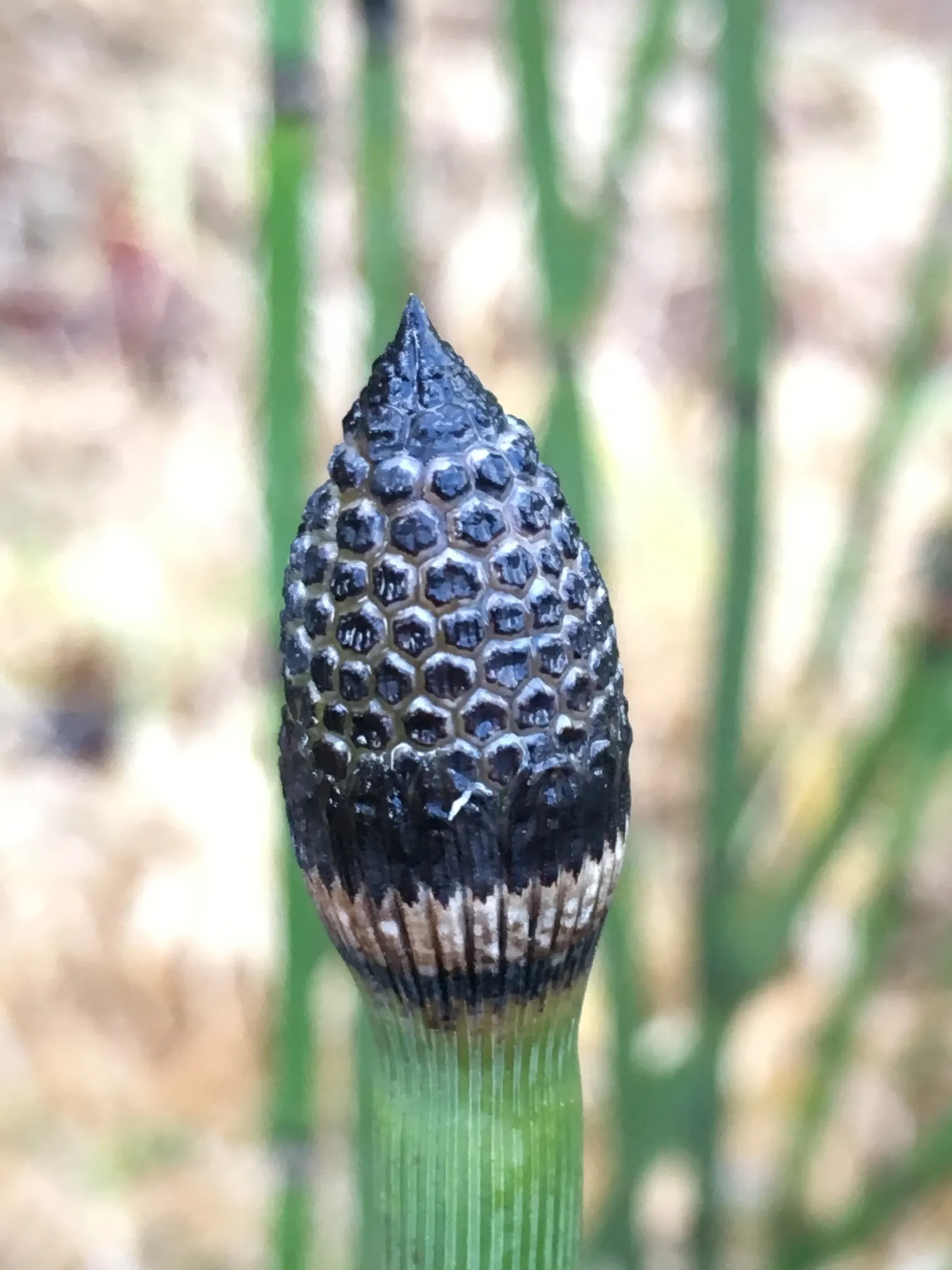 Horsetail (Equisetum Hyemale) — It excels in wet soil conditions; which release spores - a unique trait not found in flowering plants.<br><br>Ideal, image 64