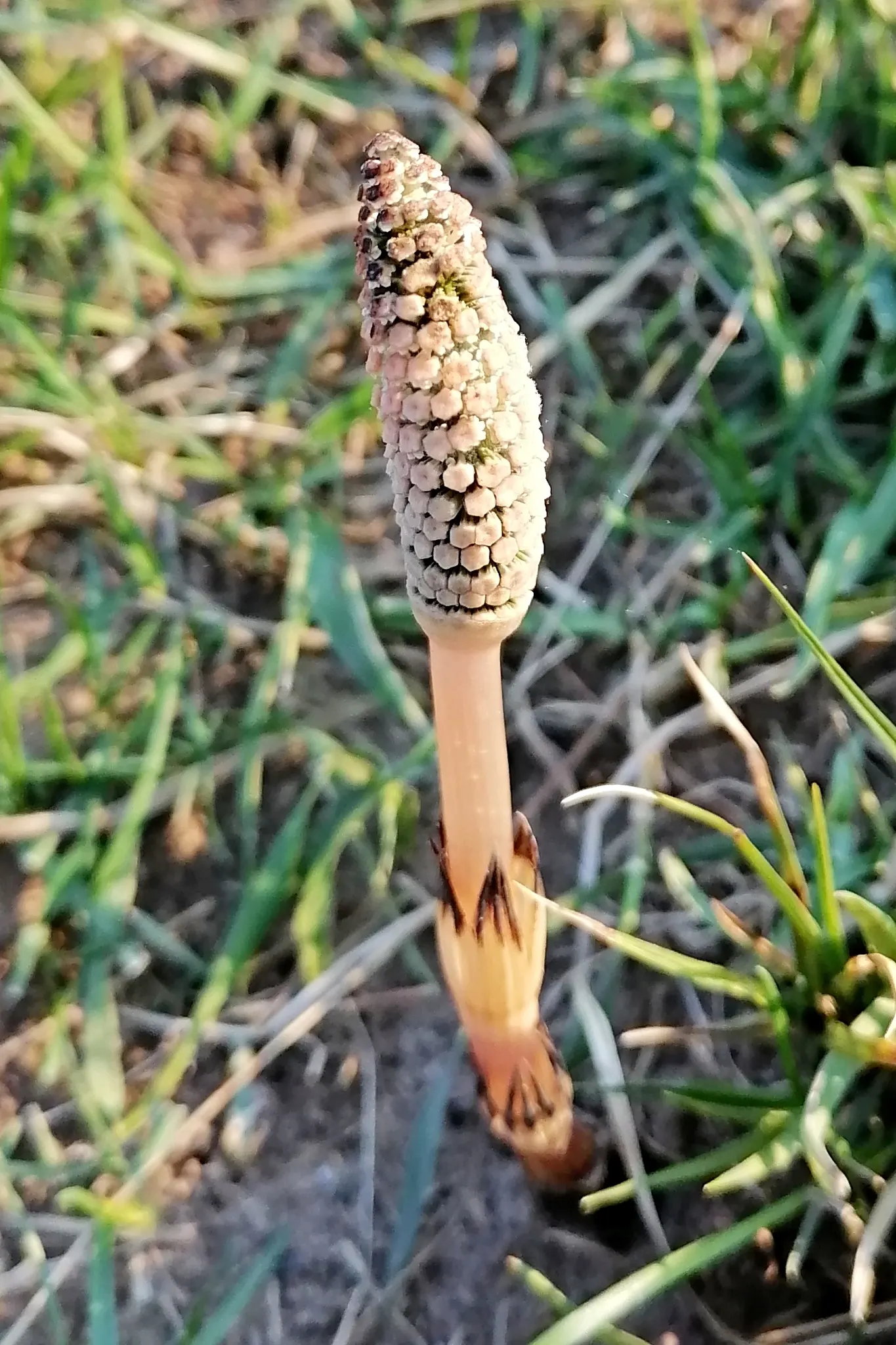 Horsetail (Equisetum Hyemale) — Horsetail produces cone-like structures (strobili) at the stem tips; renowned for its hardiness and distinctive, image 156