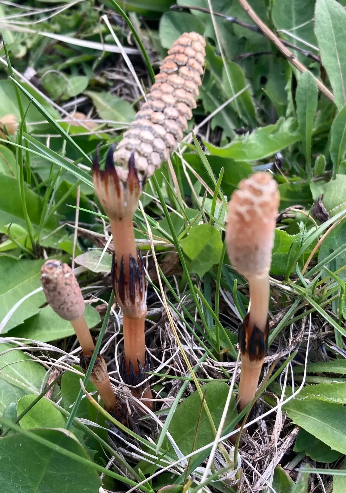 Horsetail (Equisetum Hyemale) — The plant thrives in moist