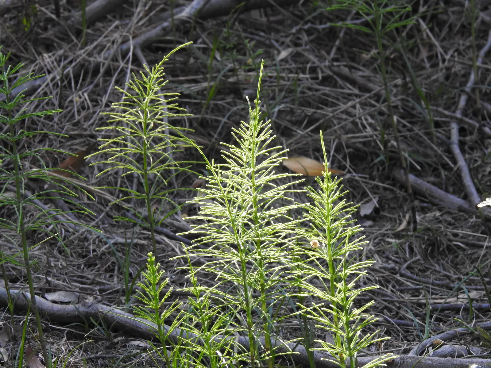 Horsetail (Equisetum Hyemale) — which release spores - a unique trait not found in flowering plants.<br><br>Ideal for soggy; it excels in wet soil, image 157