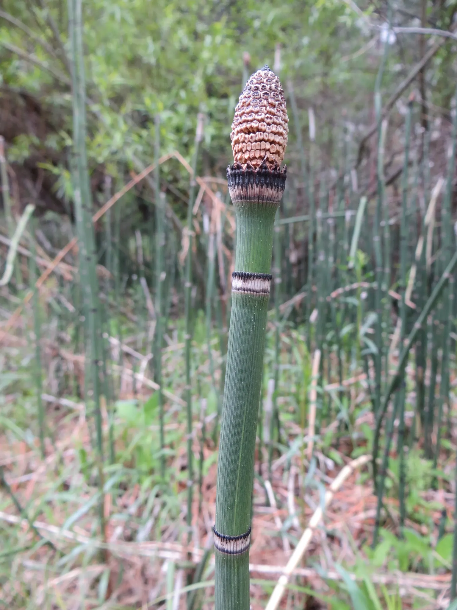 Horsetail (Equisetum Hyemale) — As a non-flowering plant, it provides year-round visual interest with very limited required intervention; making it, image 68