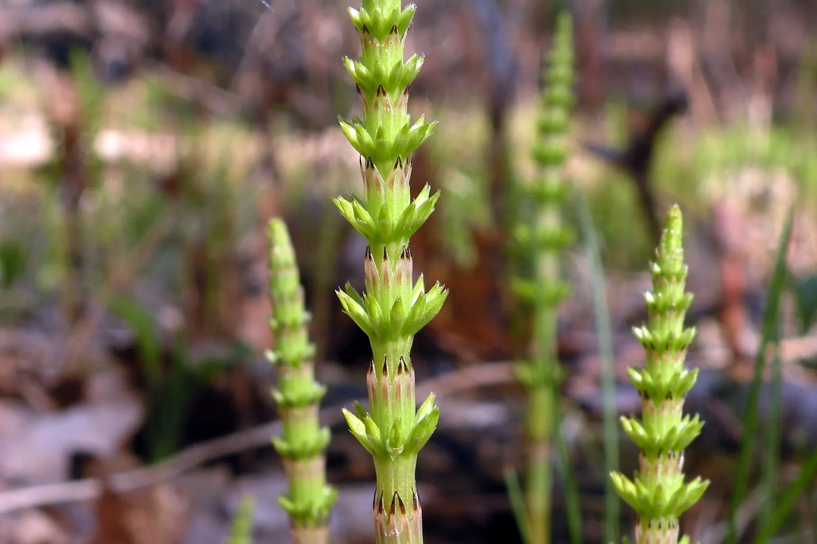 Horsetail (Equisetum Hyemale) — commonly known as Horsetail or Scouring Rush; horsetail is a compelling choice for clients desiring a modern, image 127