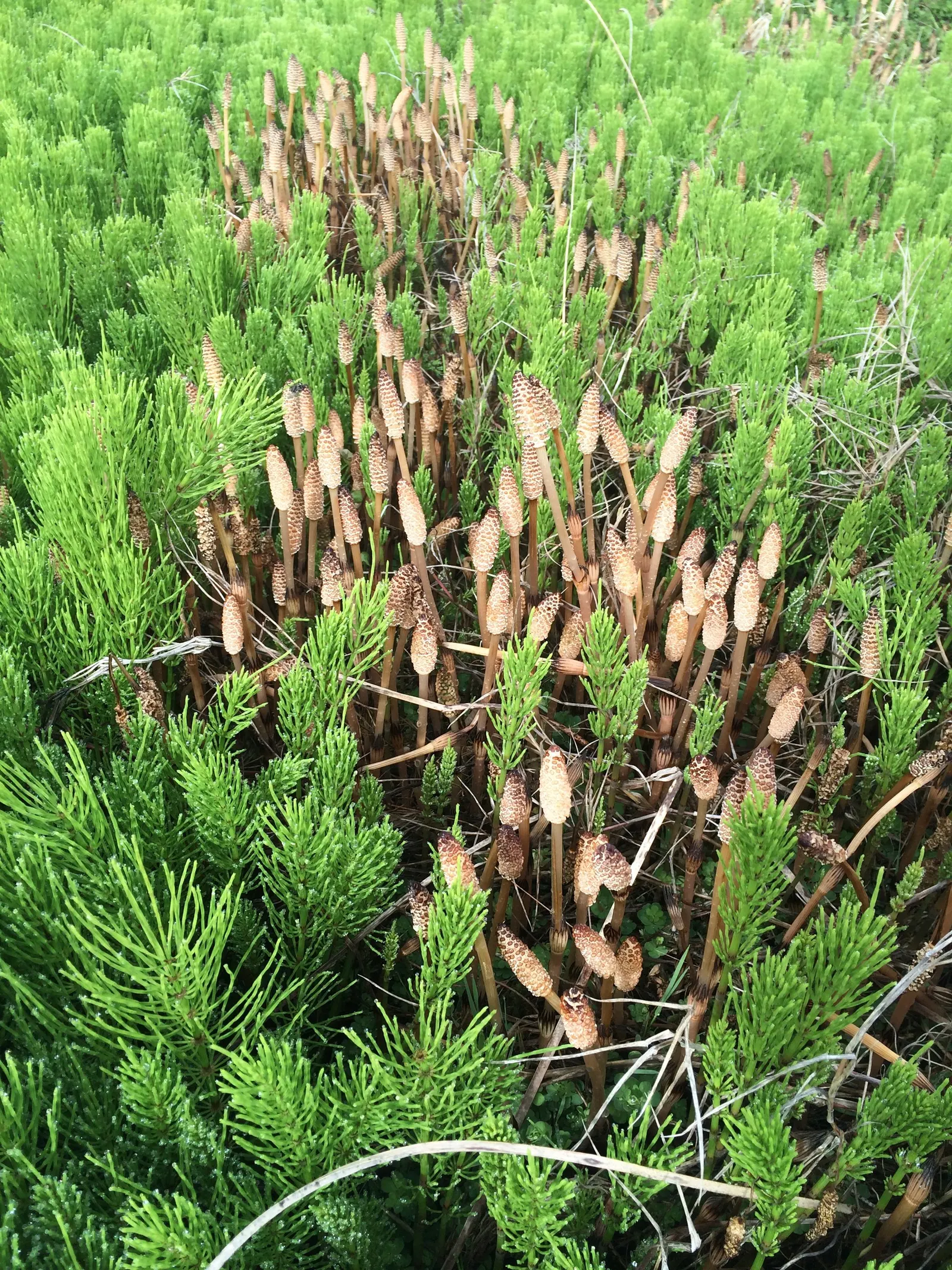 Horsetail (Equisetum Hyemale) — is a perennial fern ally that can inject structural elegance into any landscape design
