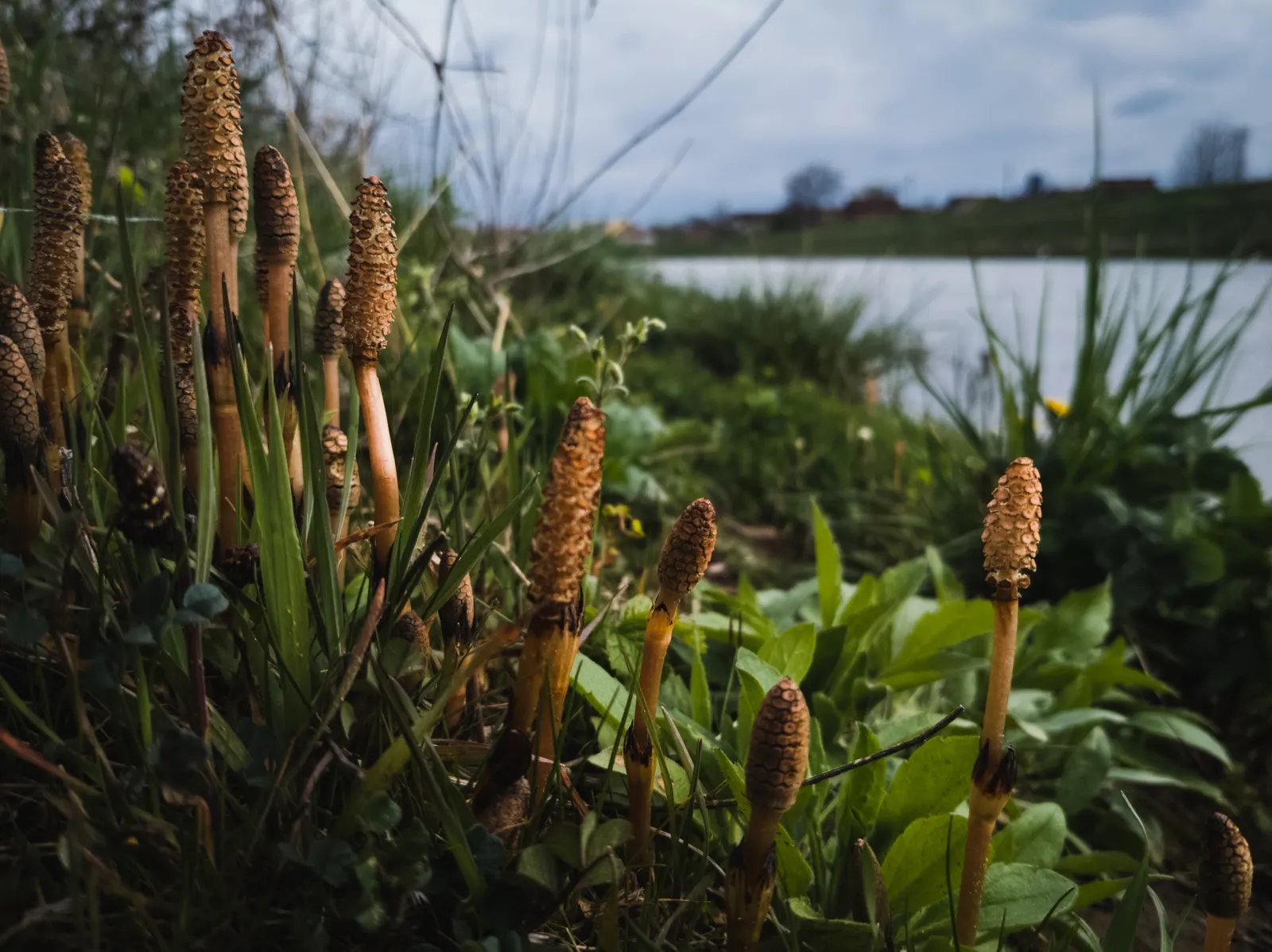 Horsetail (Equisetum Hyemale) — Equisetum hyemale thrives in USDA hardiness zones 4 through 9; architectural element in their garden space, image 134