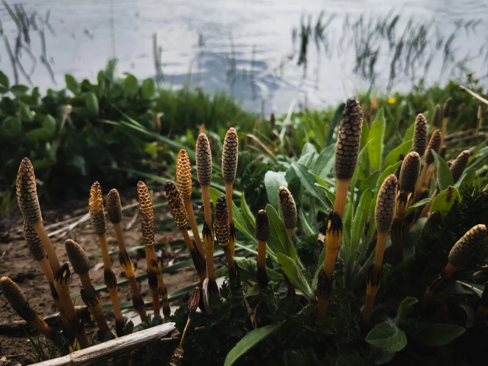 Horsetail (Equisetum Hyemale) — which release spores - a unique trait not found in flowering plants.<br><br>Ideal for soggy; it excels in wet soil, image 133
