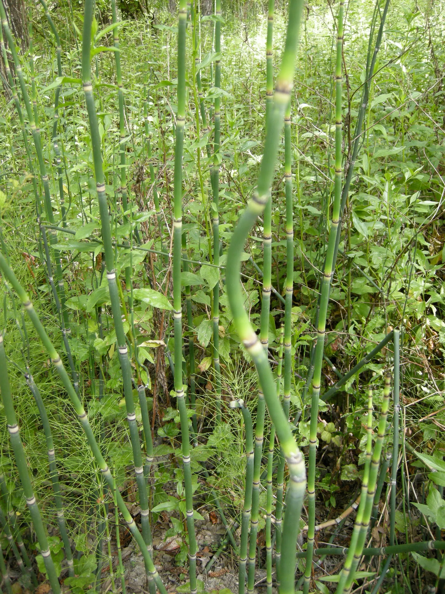 Horsetail (Equisetum Hyemale) — Horsetail is a compelling choice for clients desiring a modern; commonly known as Horsetail or Scouring Rush, image 70