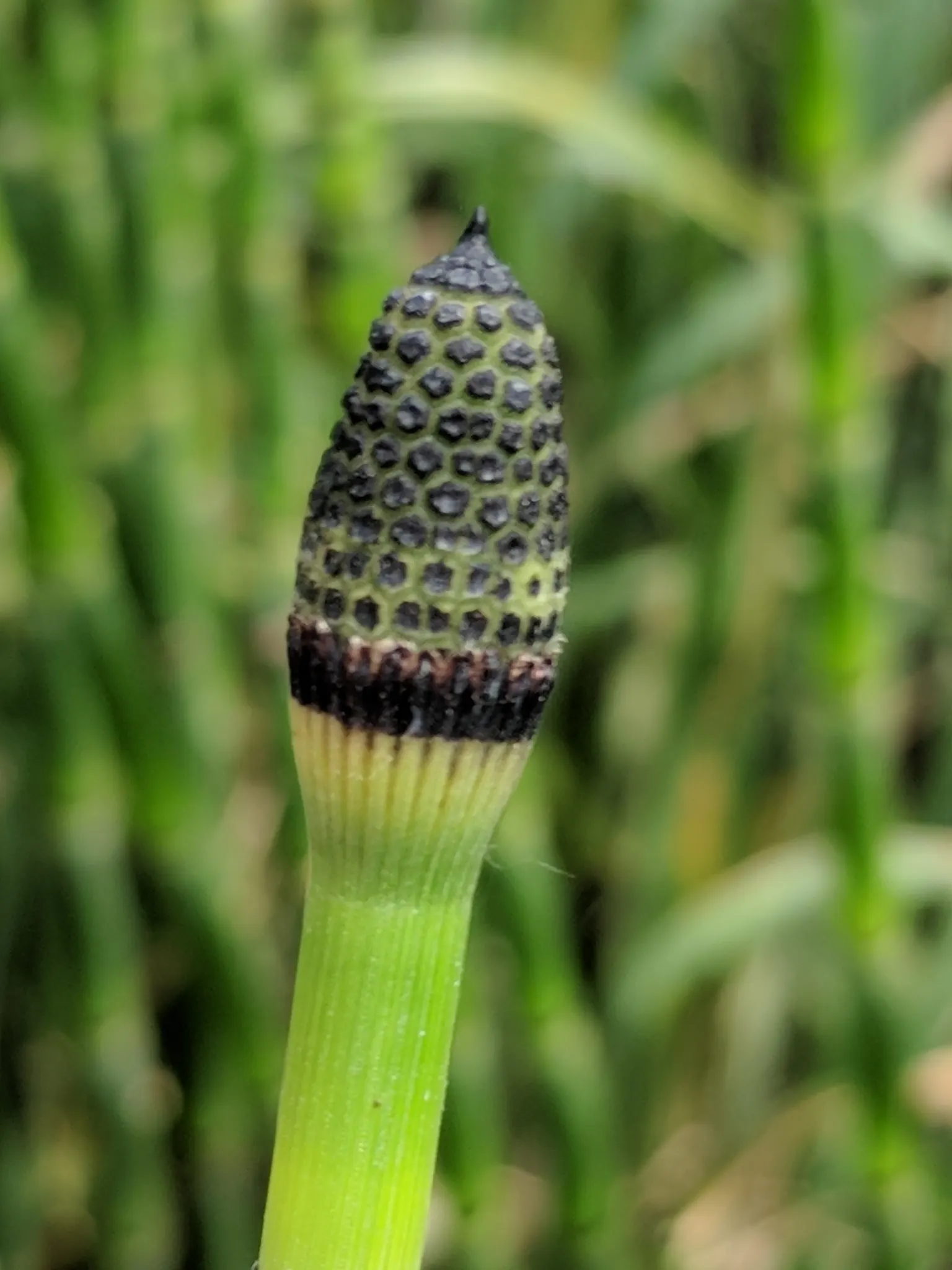Horsetail (Equisetum Hyemale) — making it a perfect choice for water gardens; as a non-flowering plant, it provides year-round visual interest with, image 65