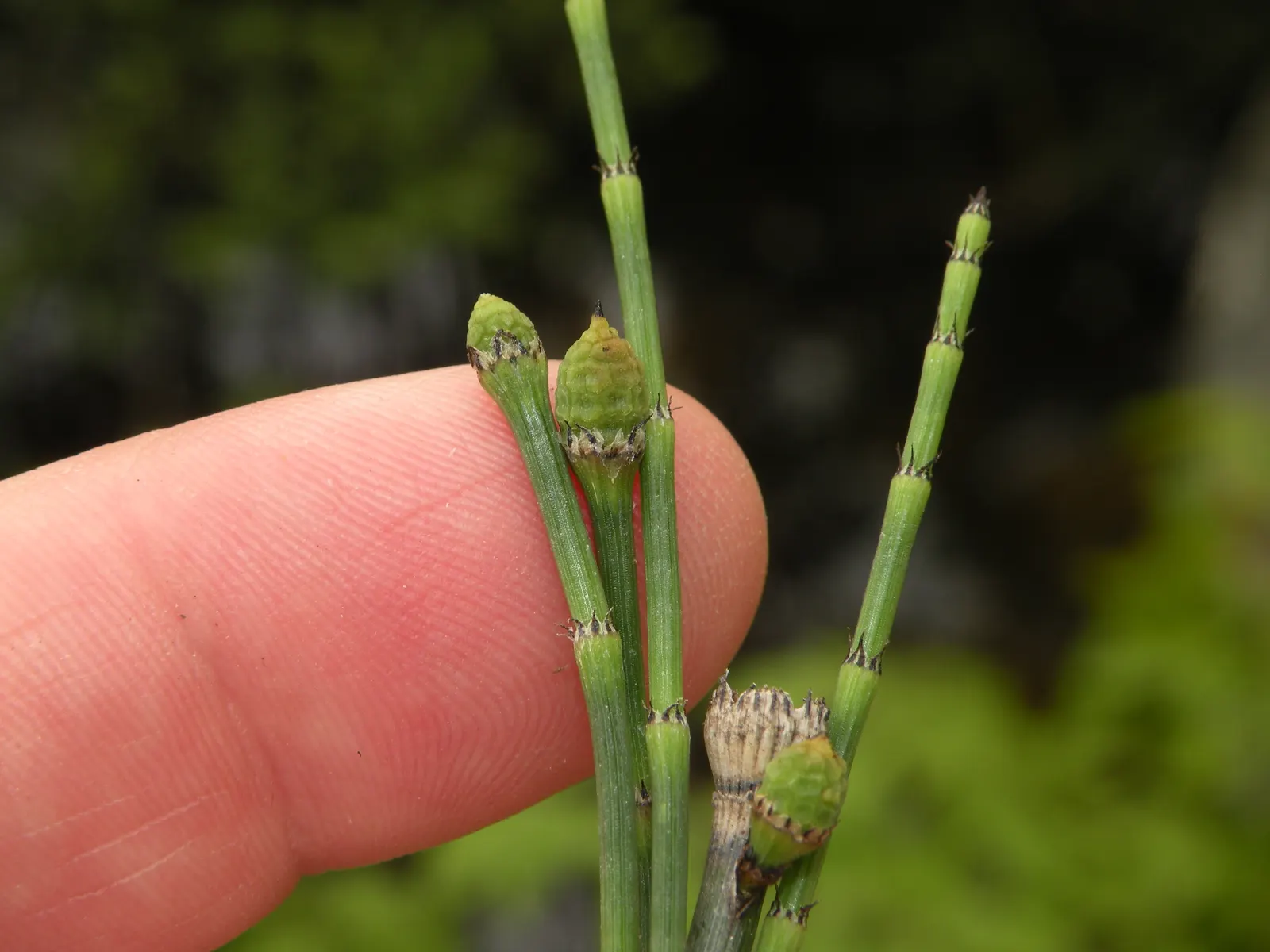 Horsetail (Equisetum Hyemale) — Noted for its verticality, this reed-like plant boasts dark green, bamboo-like segments and rough texture; also, image 76