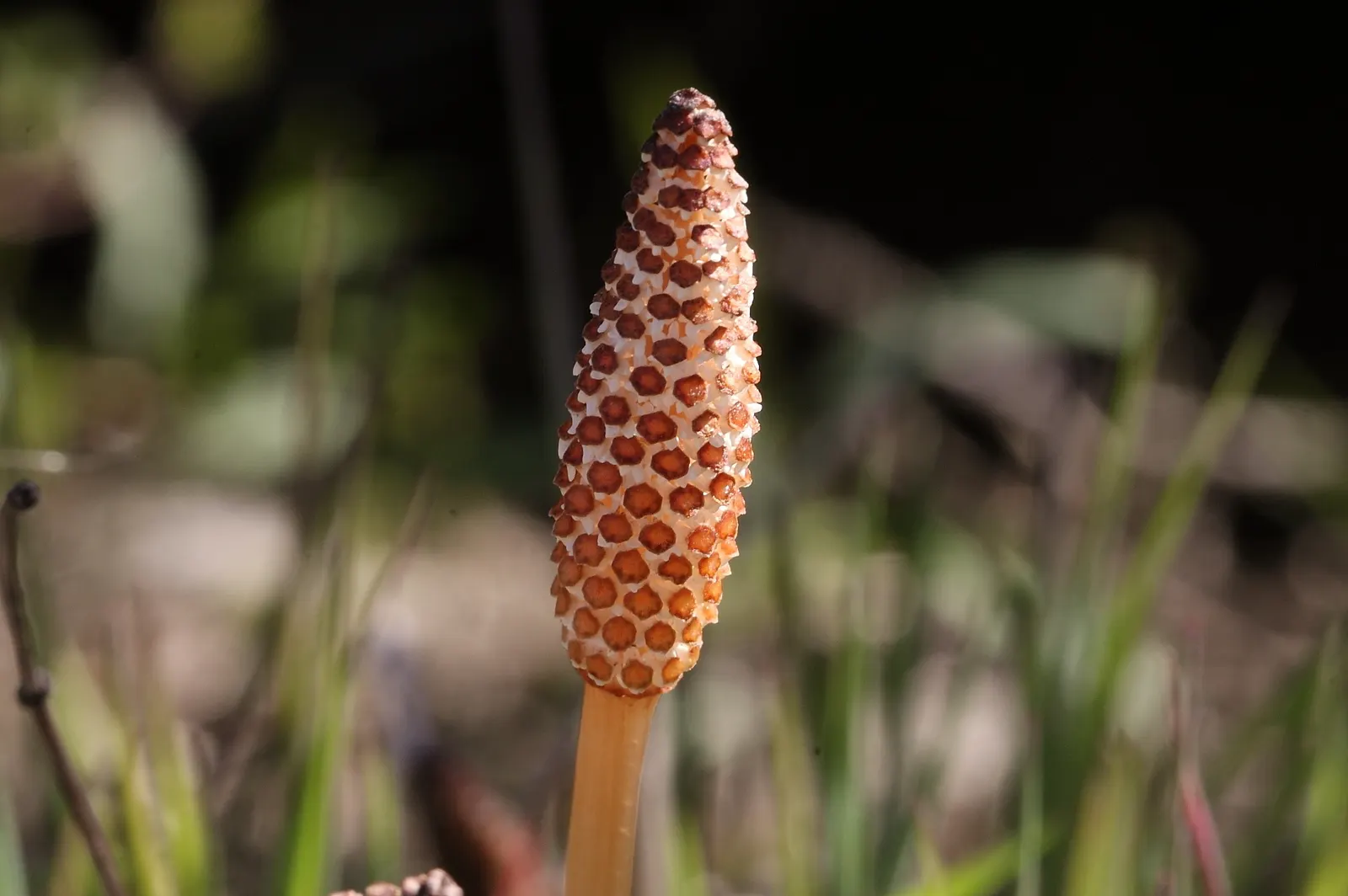 Horsetail (Equisetum Hyemale) — It stands about 2 to 4 feet tall (24-48 inches) with a 1/2 inch diameter; or even rain gardens where other plants, image 147